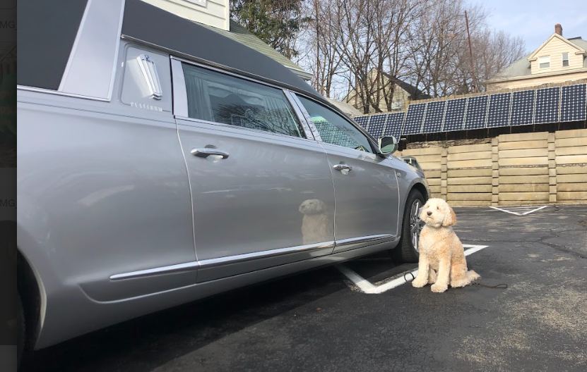 A light-colored dog sits patiently on the asphalt beside a silver hearse in a parking lot.
