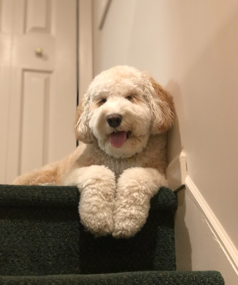 A happy, cream-colored doodle dog resting its front paws on a carpeted stair with its tongue out.
