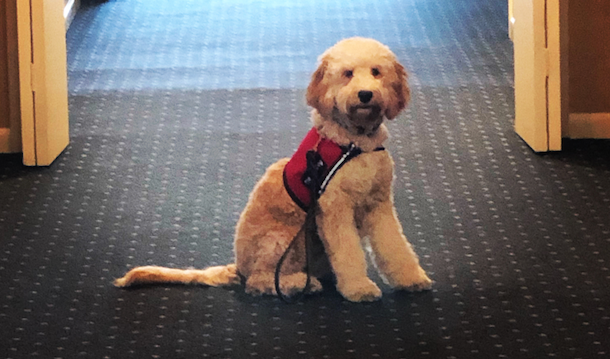 A light-colored doodle dog wearing a red vest sits centered on a dark patterned carpet in a hallway.