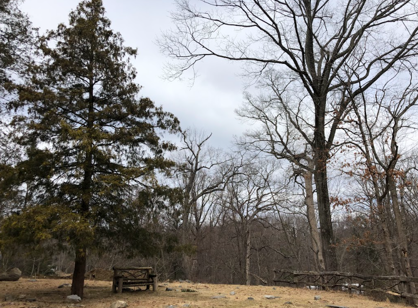 A wooden bench sits on a grassy clearing under a large evergreen tree, with bare-branched trees in the background.