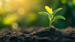 Seedling Sprouting out of the ground