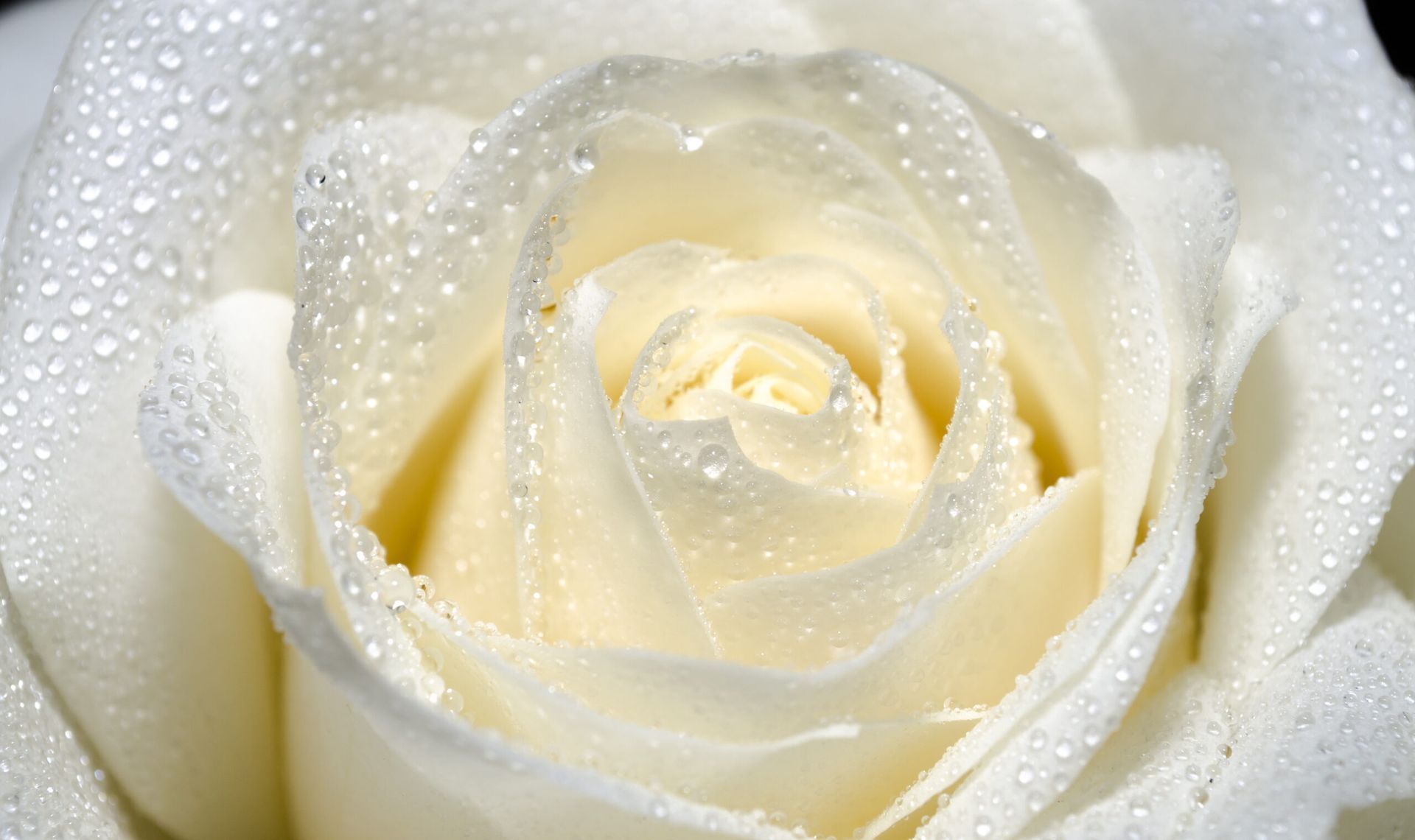 A close-up of a white rose with dewdrops on its petals.