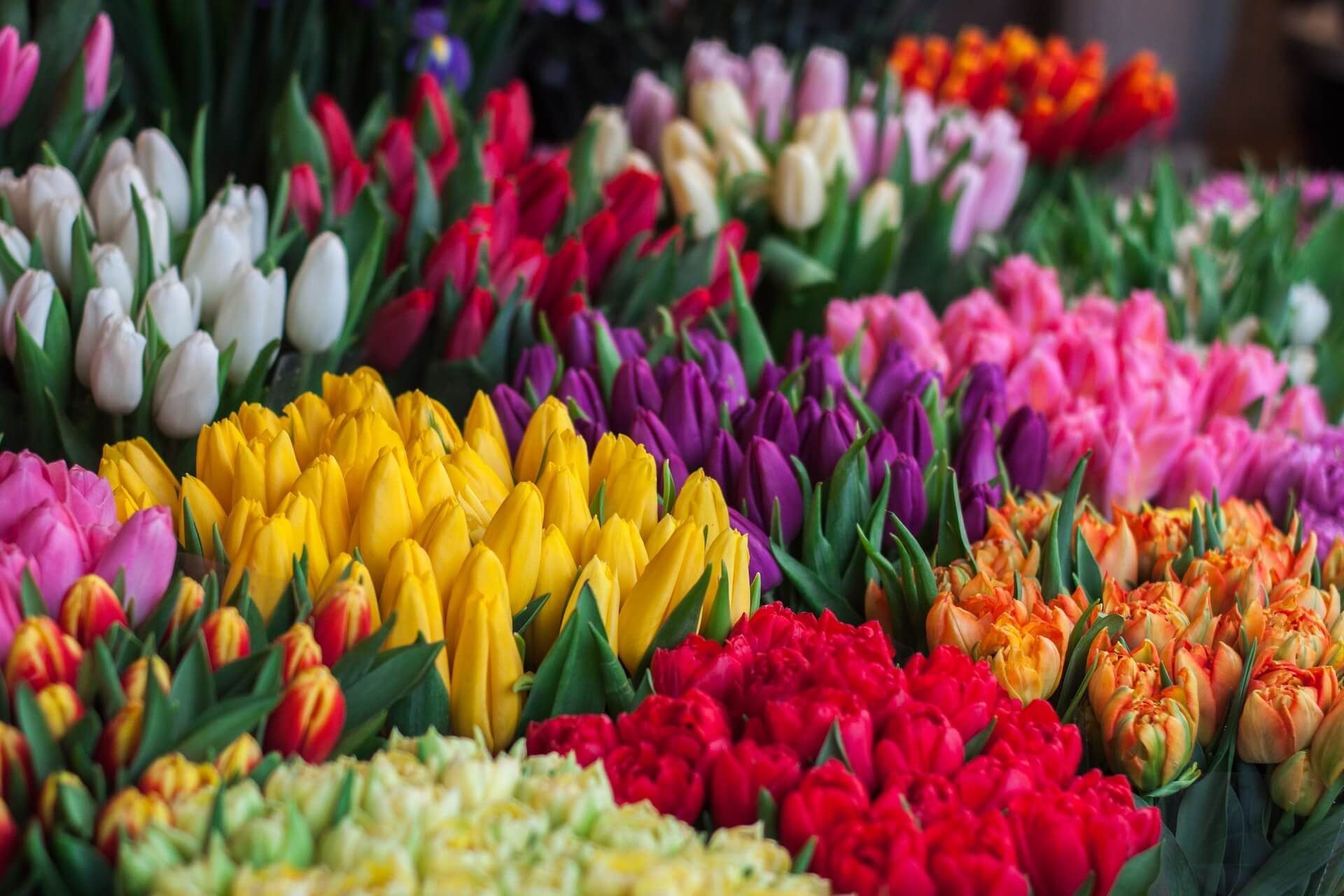 A vibrant display of fresh tulips in many colors, including yellow, red, pink, white, and purple, arranged in bunches.