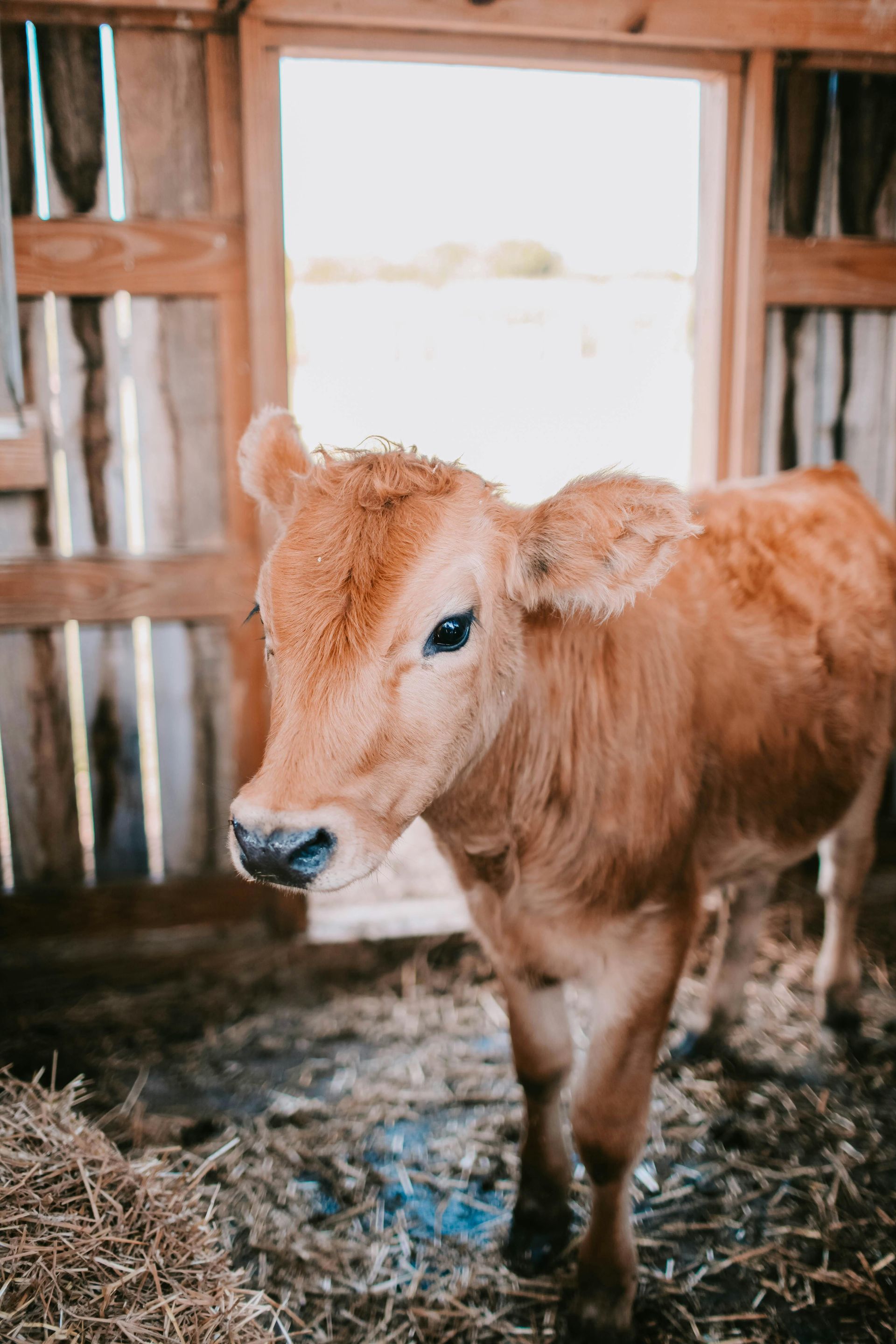 A brown calf is standing in a barn looking at the camera.