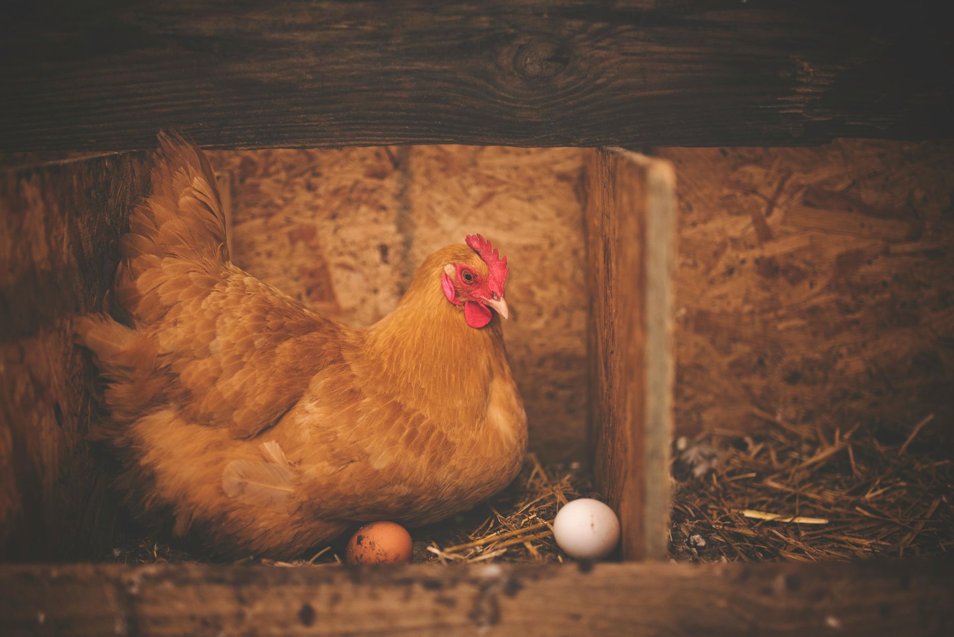 A chicken is laying eggs in a wooden box.