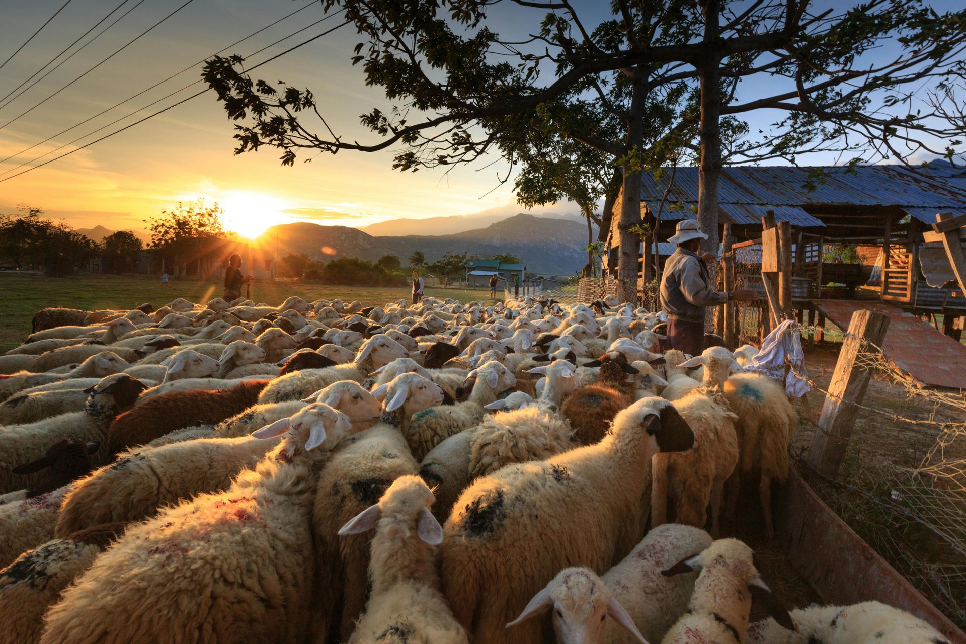 A herd of sheep are standing in a field at sunset.