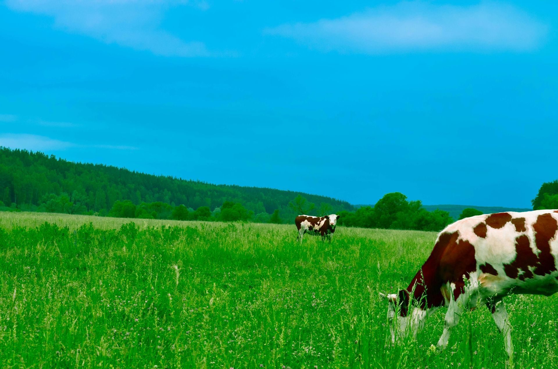 Two cows are grazing in a grassy field with mountains in the background.