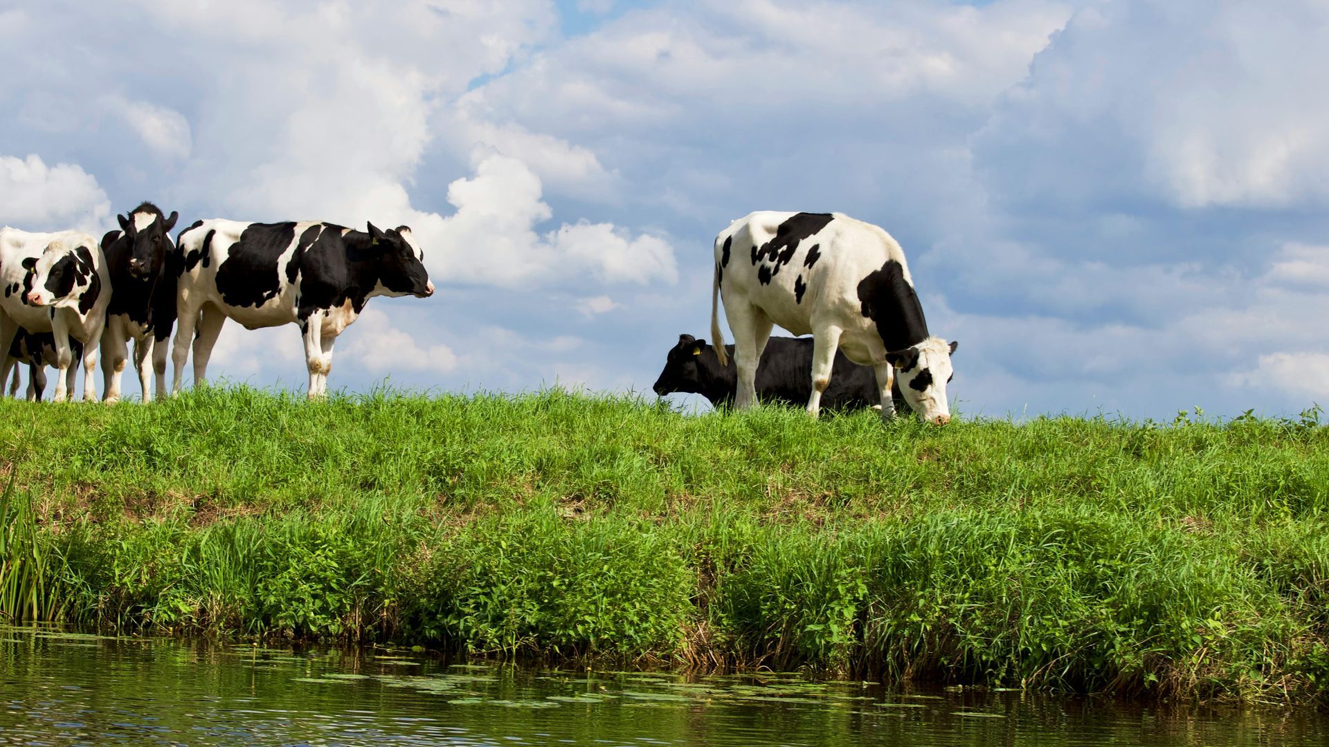 A herd of cows grazing in a grassy field next to a body of water.
