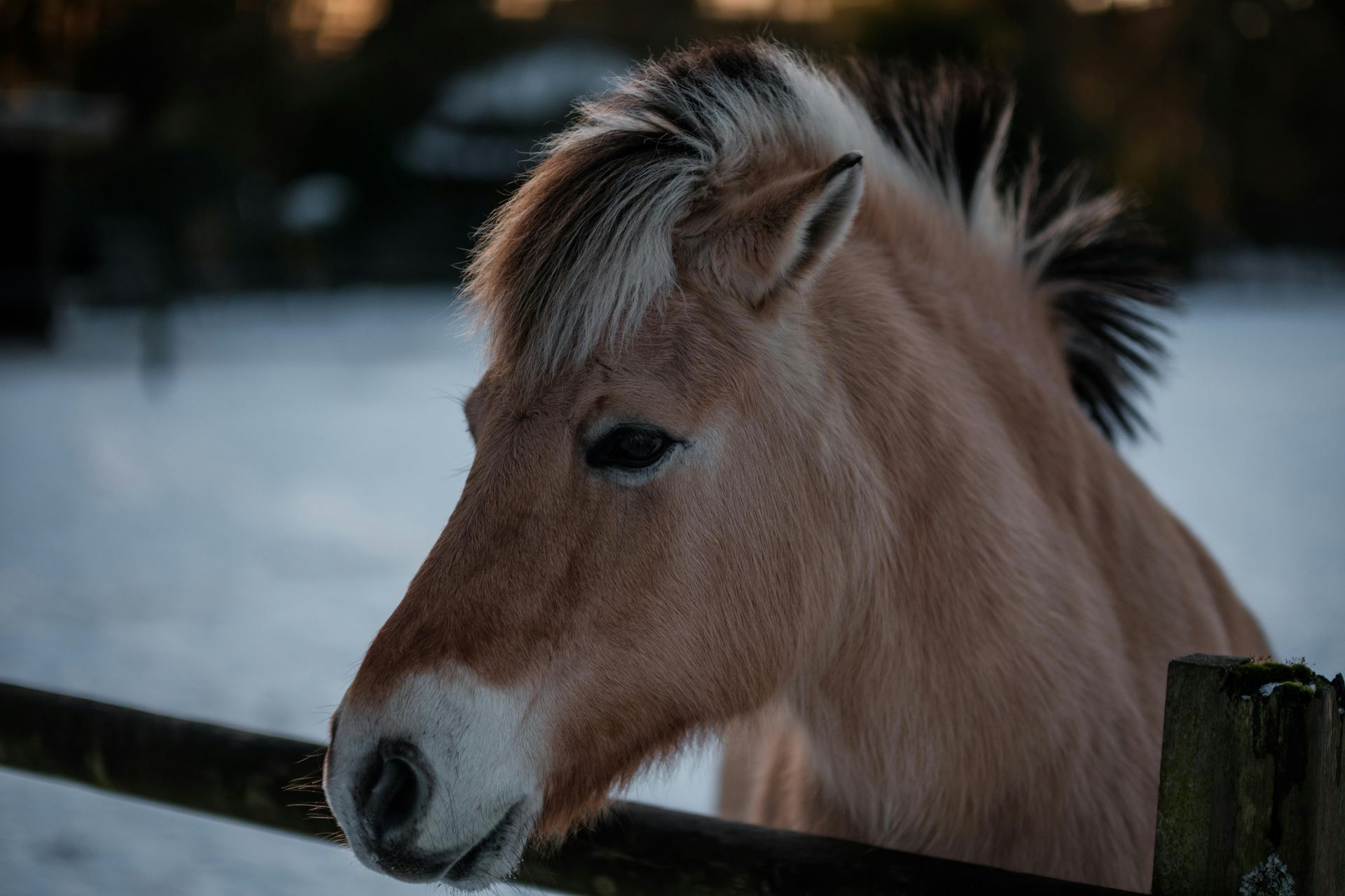 A close up of a horse standing next to a wooden fence in the snow.