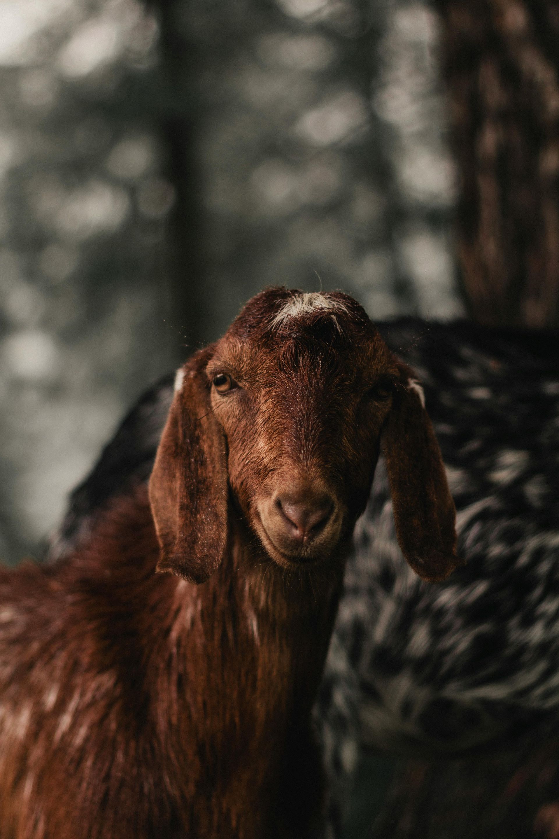 A close up of a brown goat standing next to a chicken.