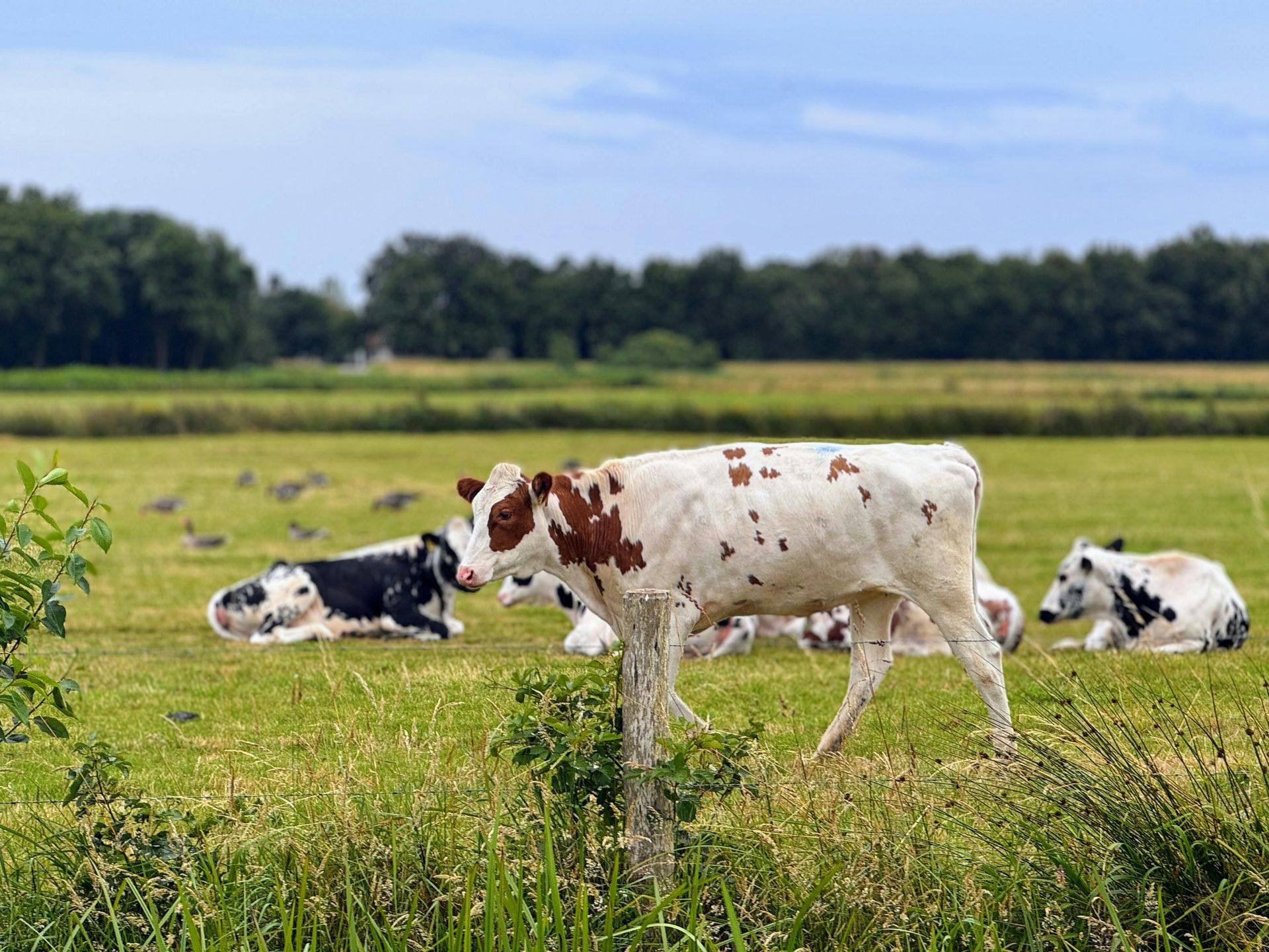 A herd of cows are grazing in a grassy field.