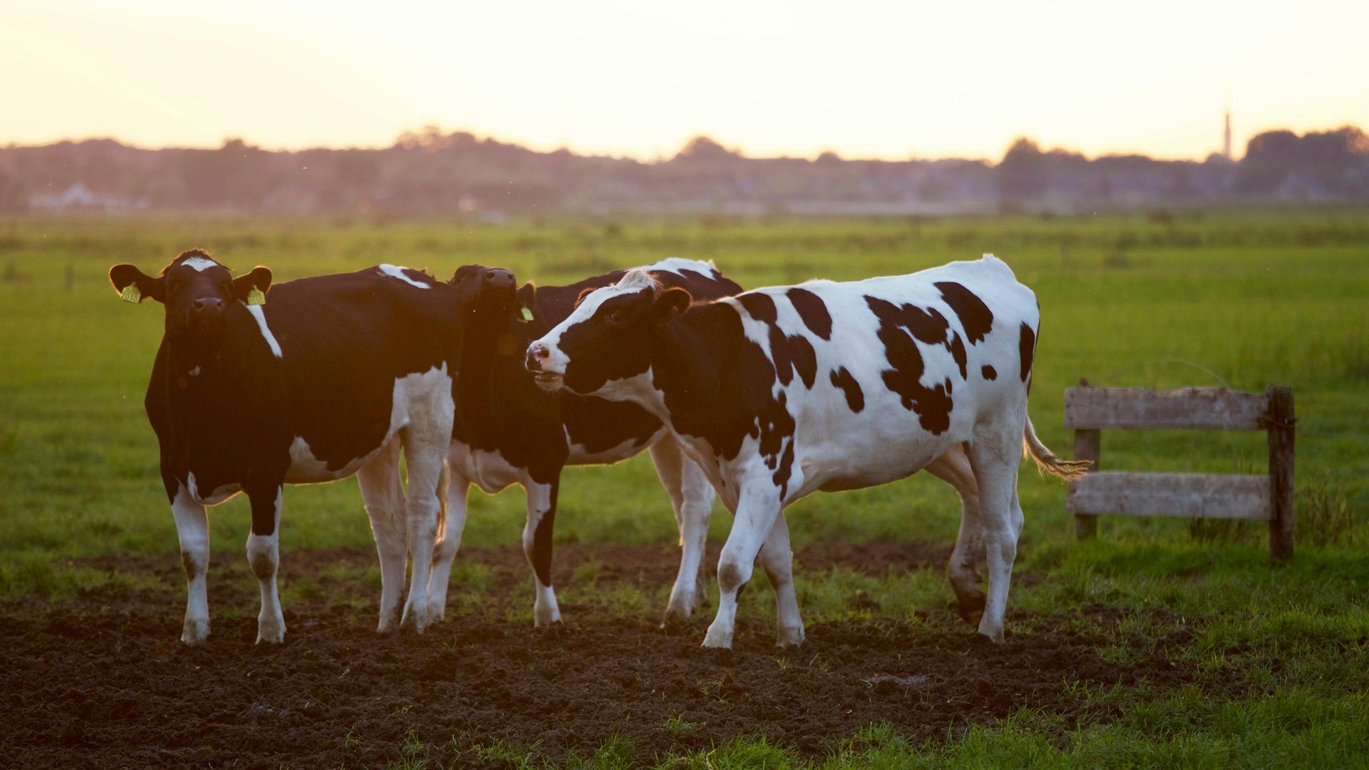 A herd of cows standing next to each other in a field.