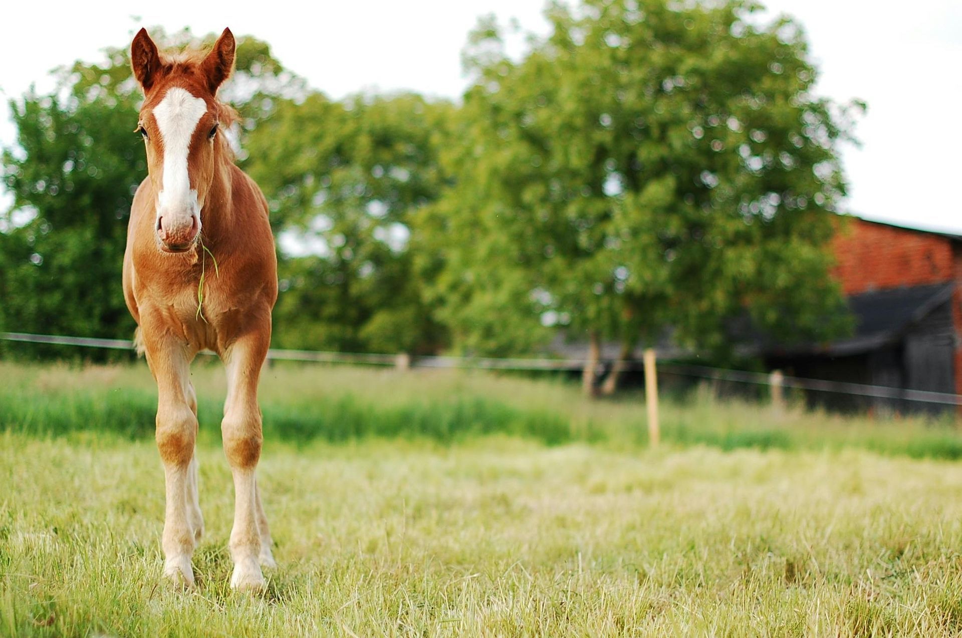 A brown and white horse standing in a grassy field