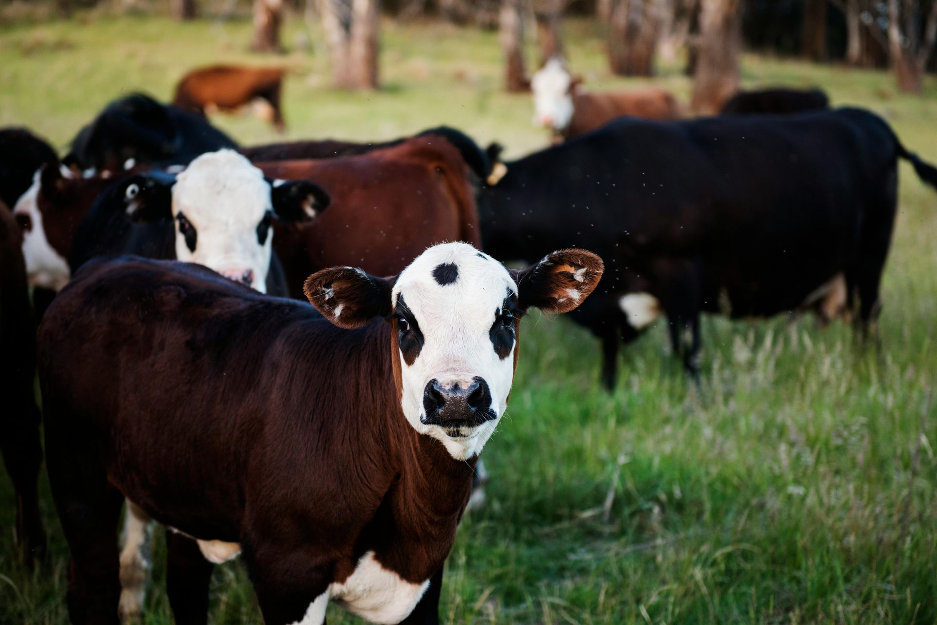 A herd of cows standing in a grassy field looking at the camera.