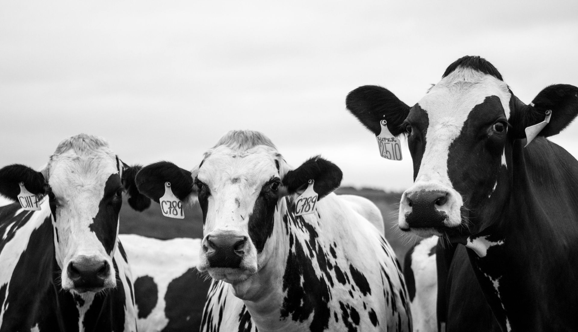 A black and white photo of three cows standing next to each other looking at the camera.