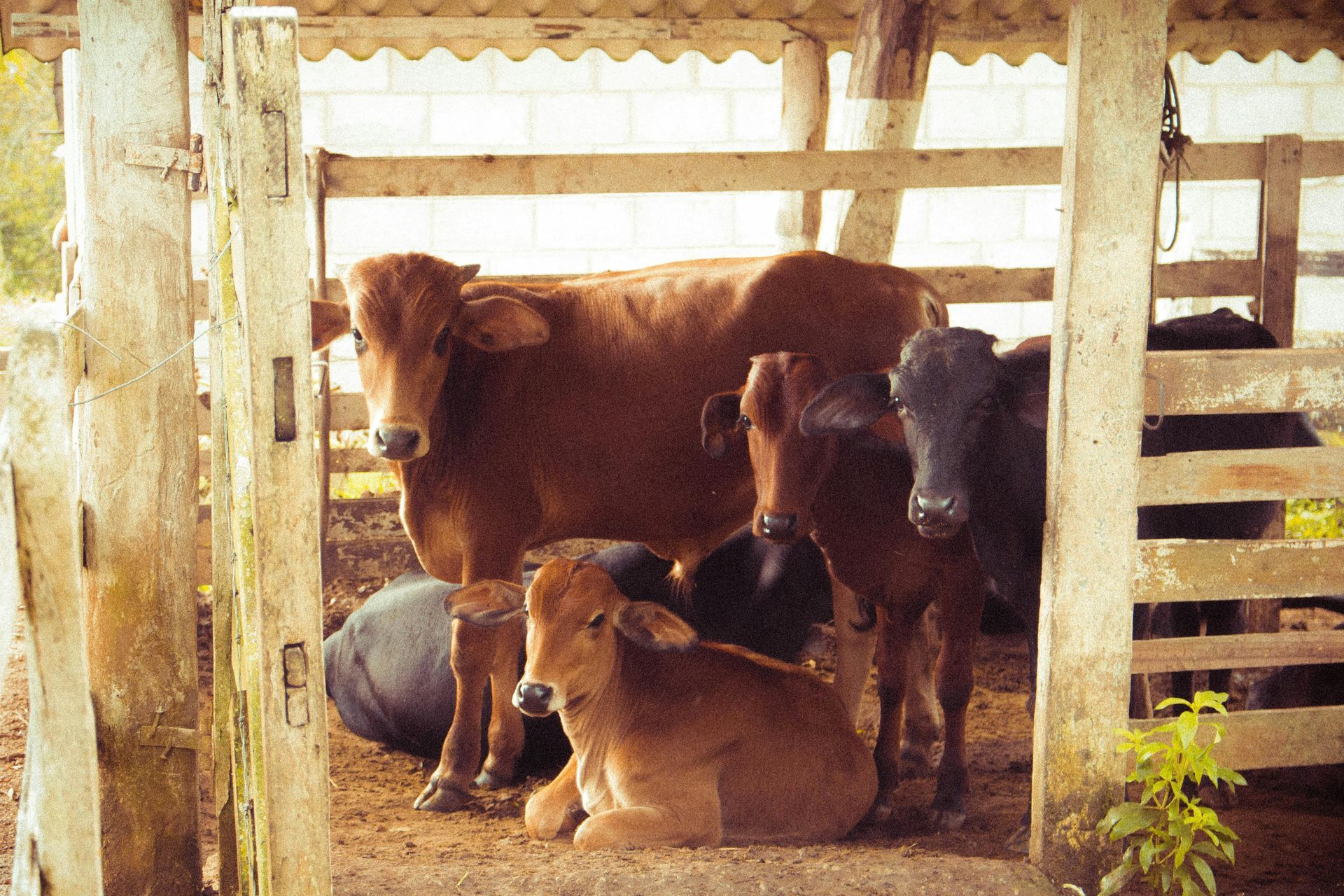 A herd of cows standing and laying in a fenced in area