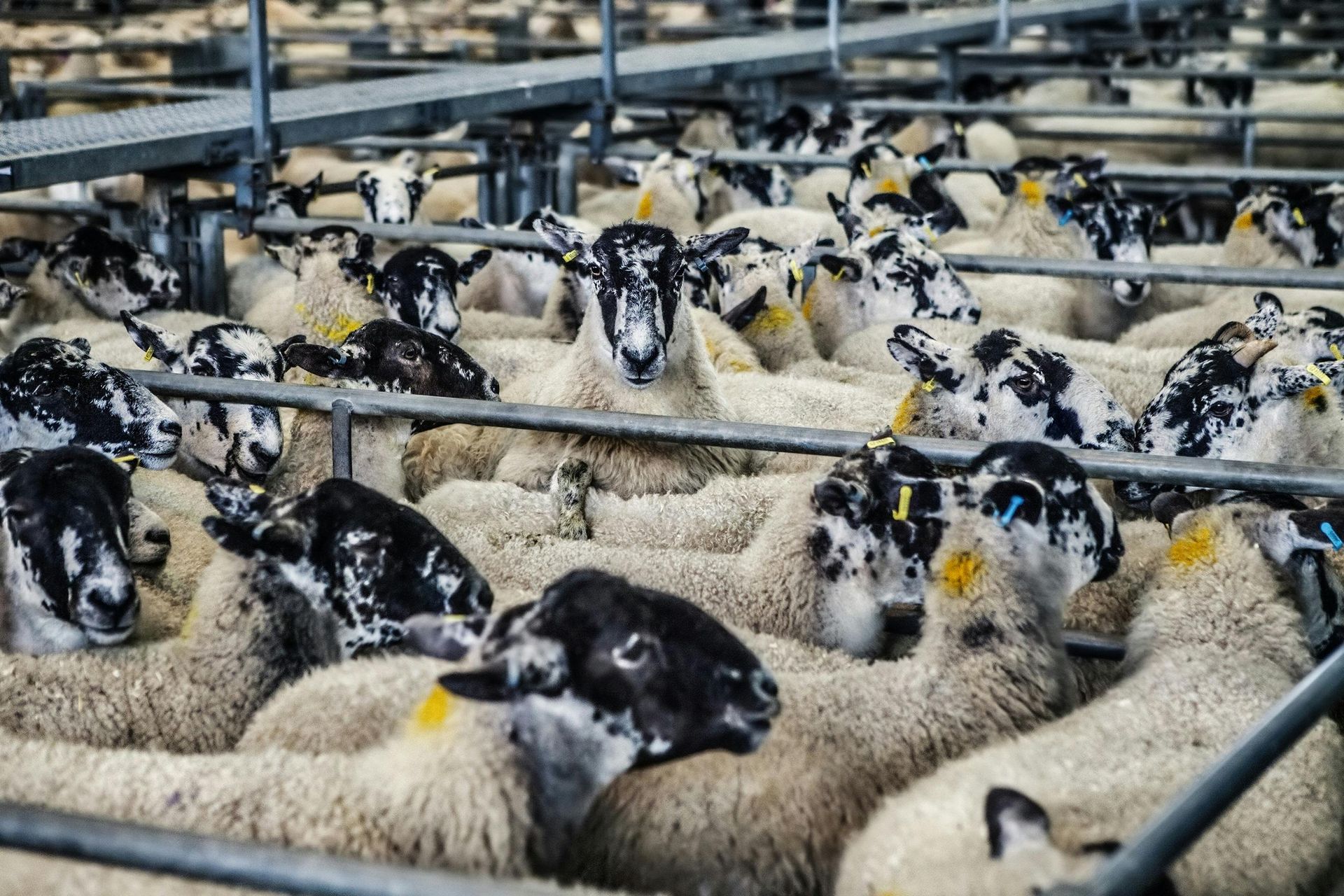 A herd of black and white sheep standing in a pen.