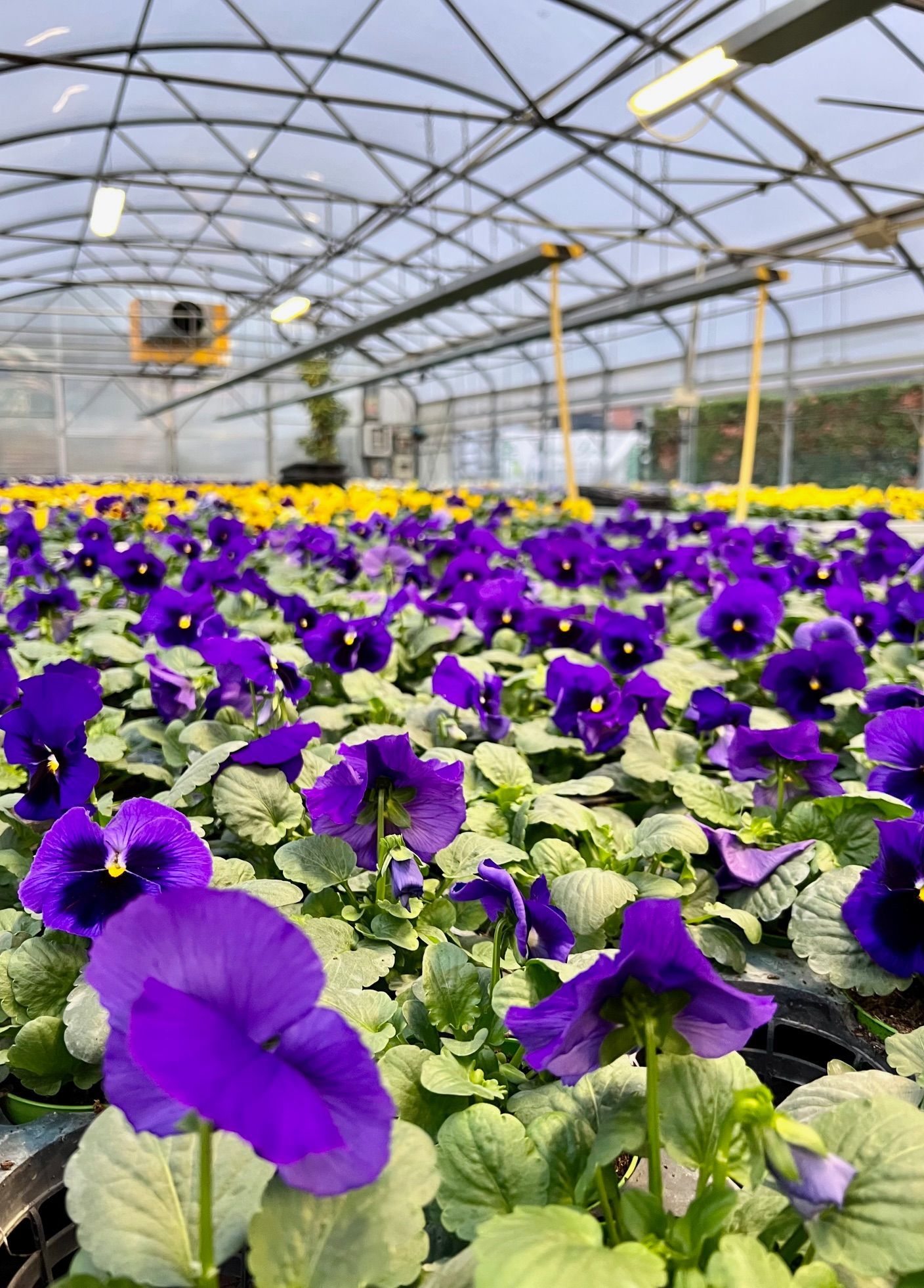 garden con fiori a Brescia