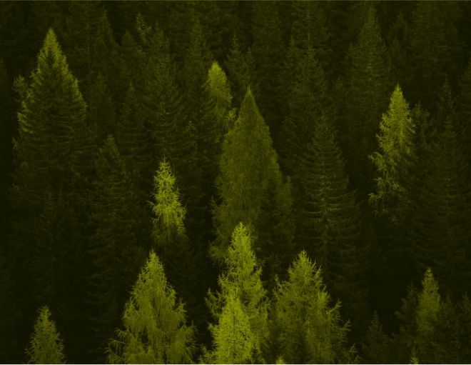 A close up of a forest with trees glowing in the dark.
