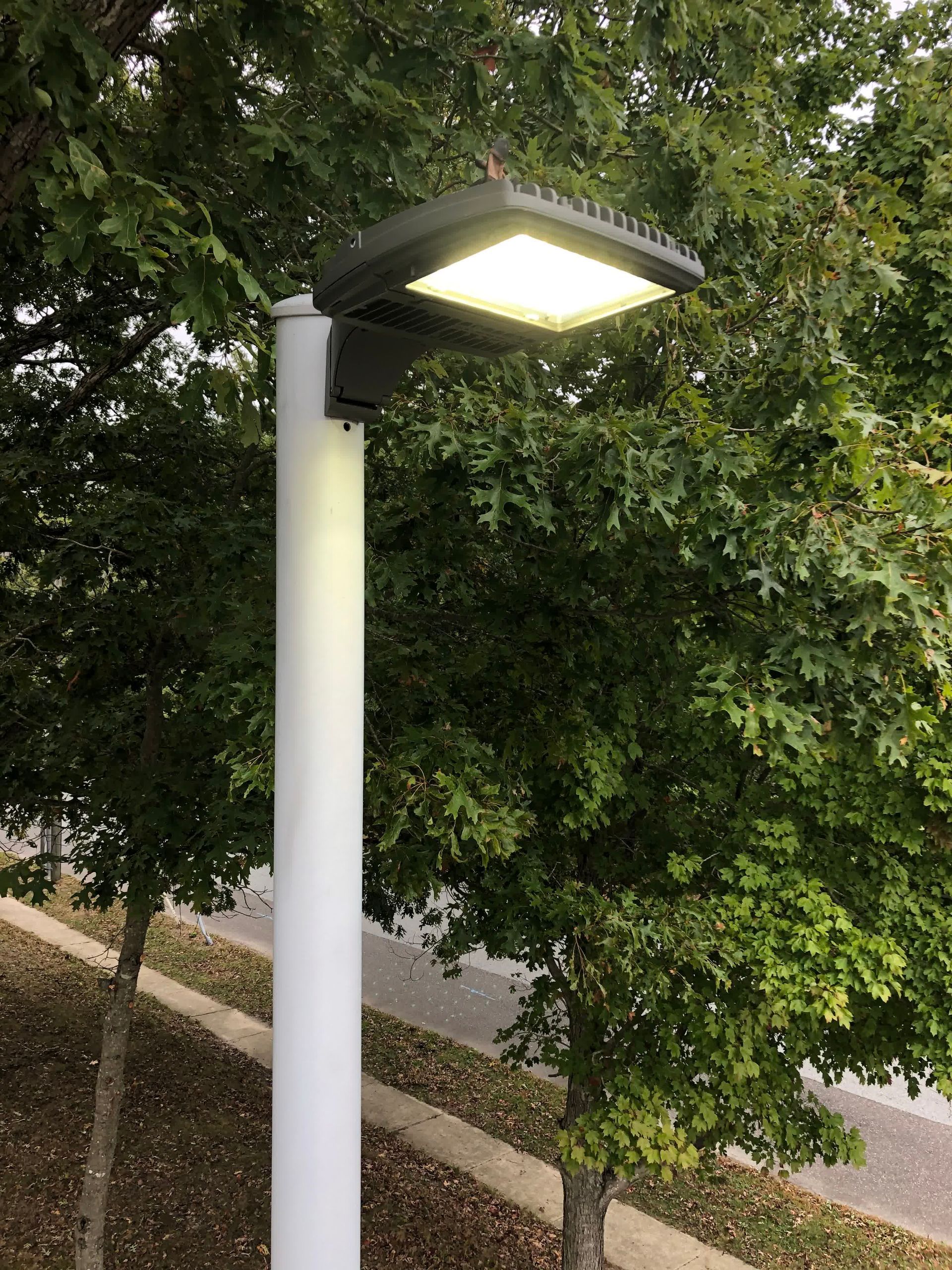 A street light is sitting on top of a white pole next to trees.