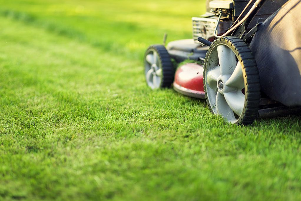 A close-up view of a lawnmower cutting grass on a sunny day.