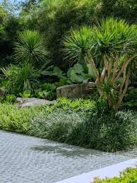 A landscape garden featuring spiky dracaena plants and low-lying grasses next to a cobblestone path.