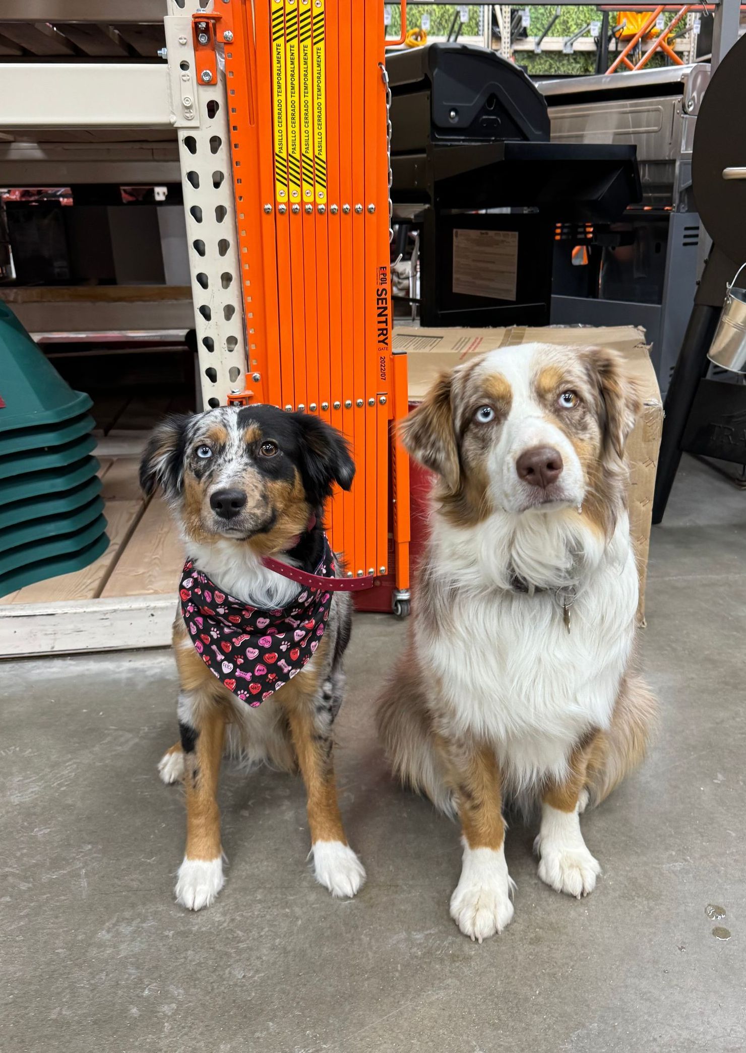 American shepards in a public setting. The dogs are very obedient and listening for commands. CKC Training