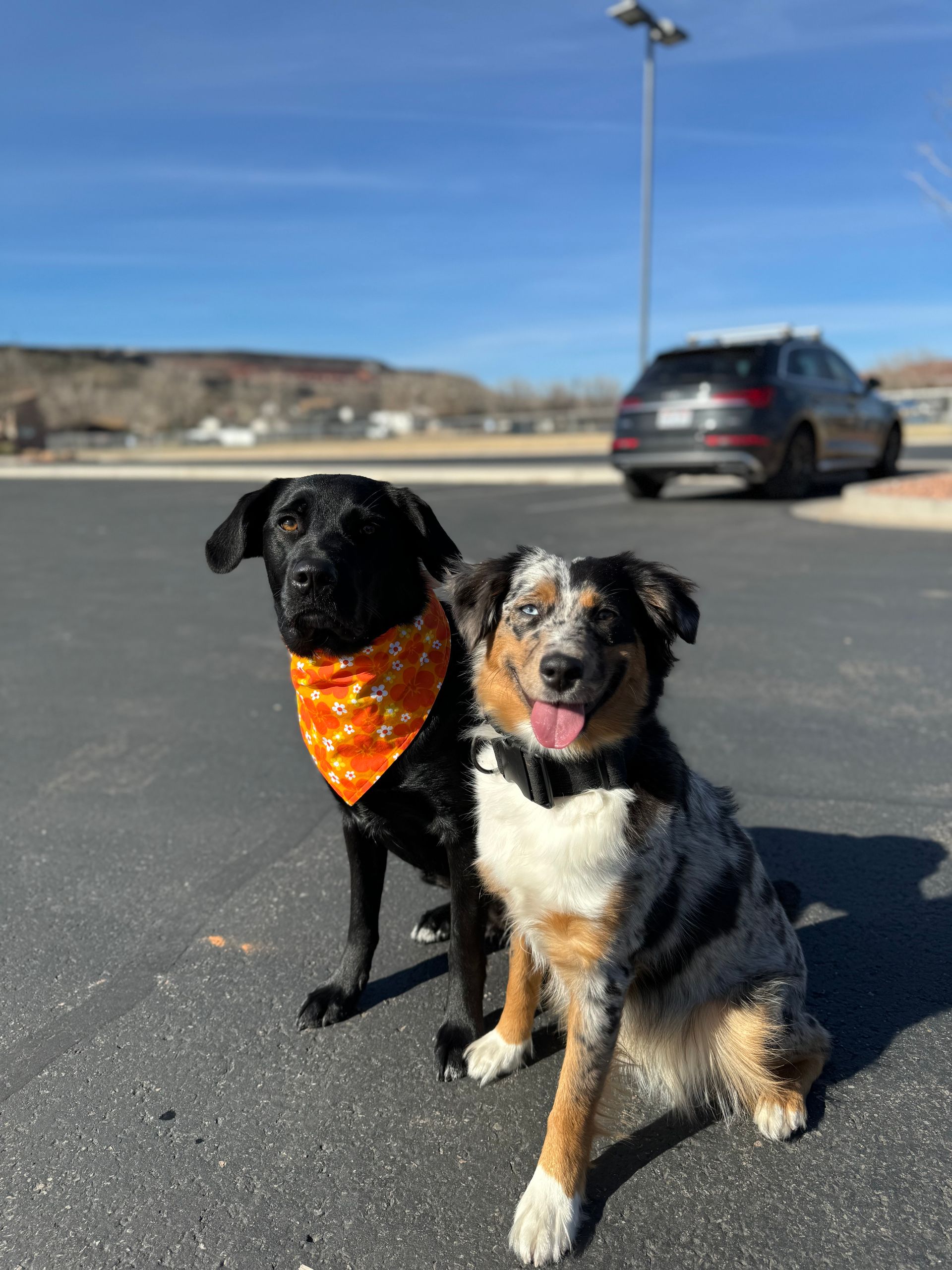 Two CKC dogs sitting down outside, they look very happy and obedient.