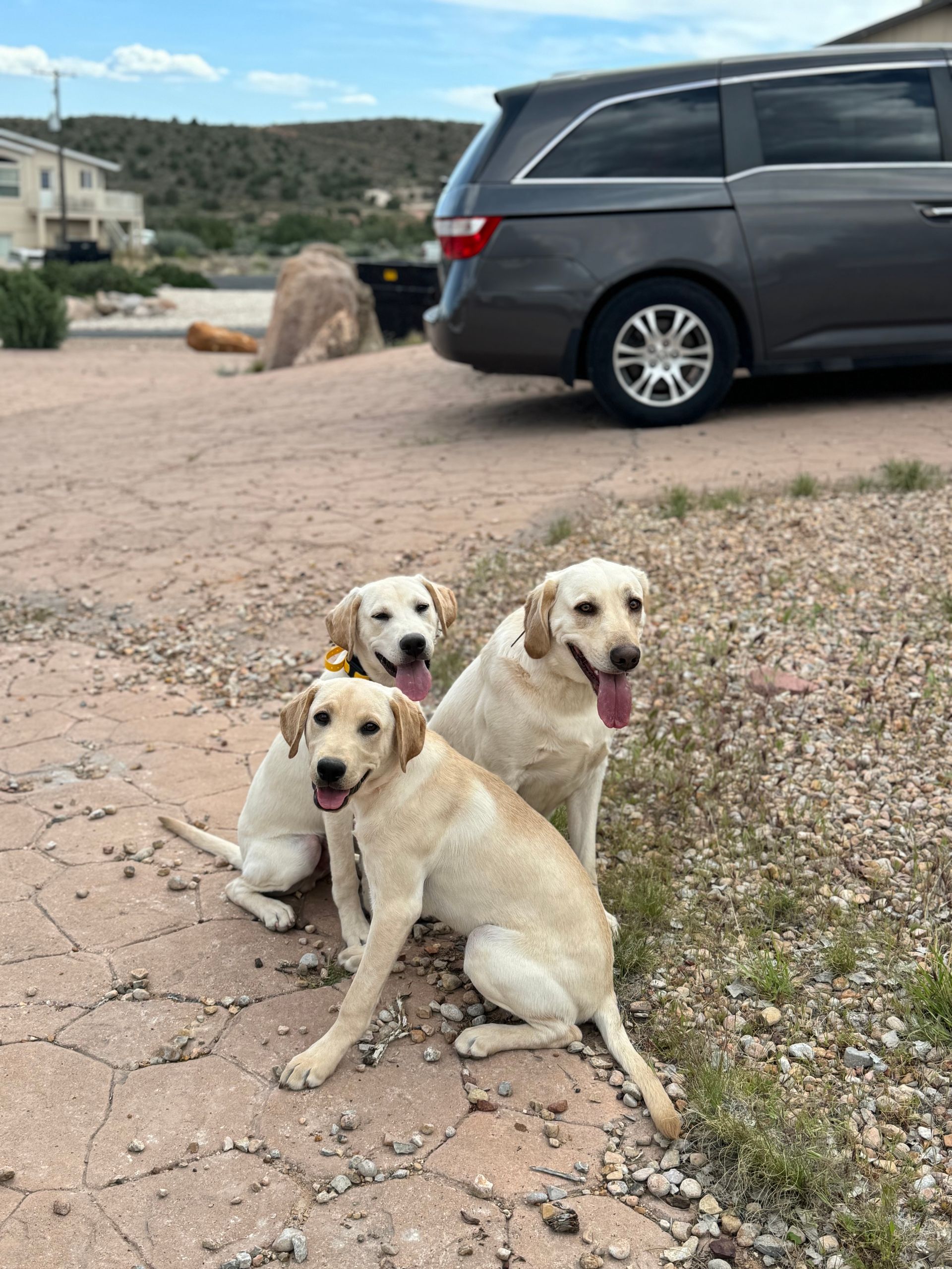 Group of Labradors at park during off leash obedience practice, CKC puppy training southern Utah