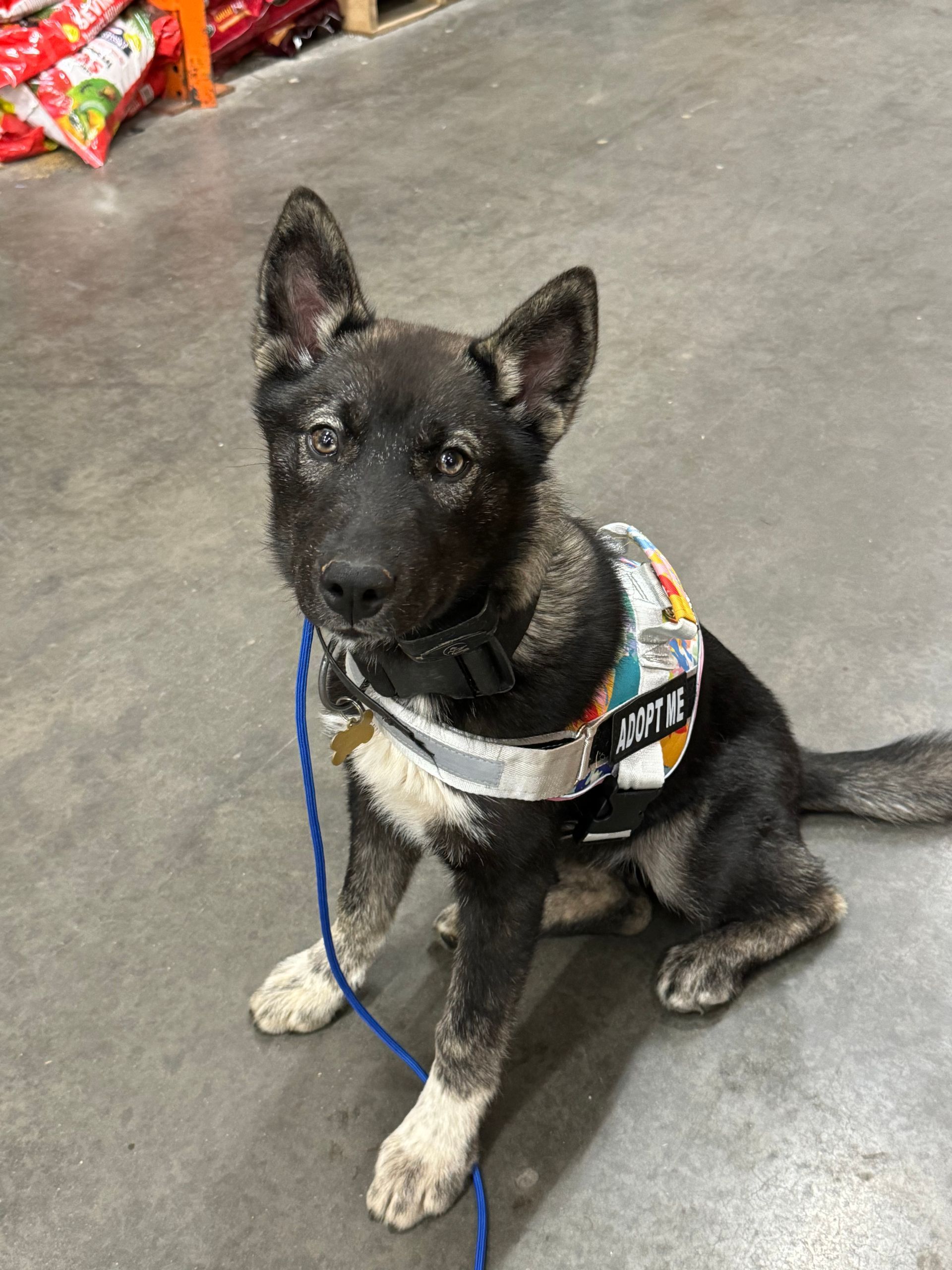 A puppy in a down stay in a store. The dog is looking at the camera waiting for a command.
