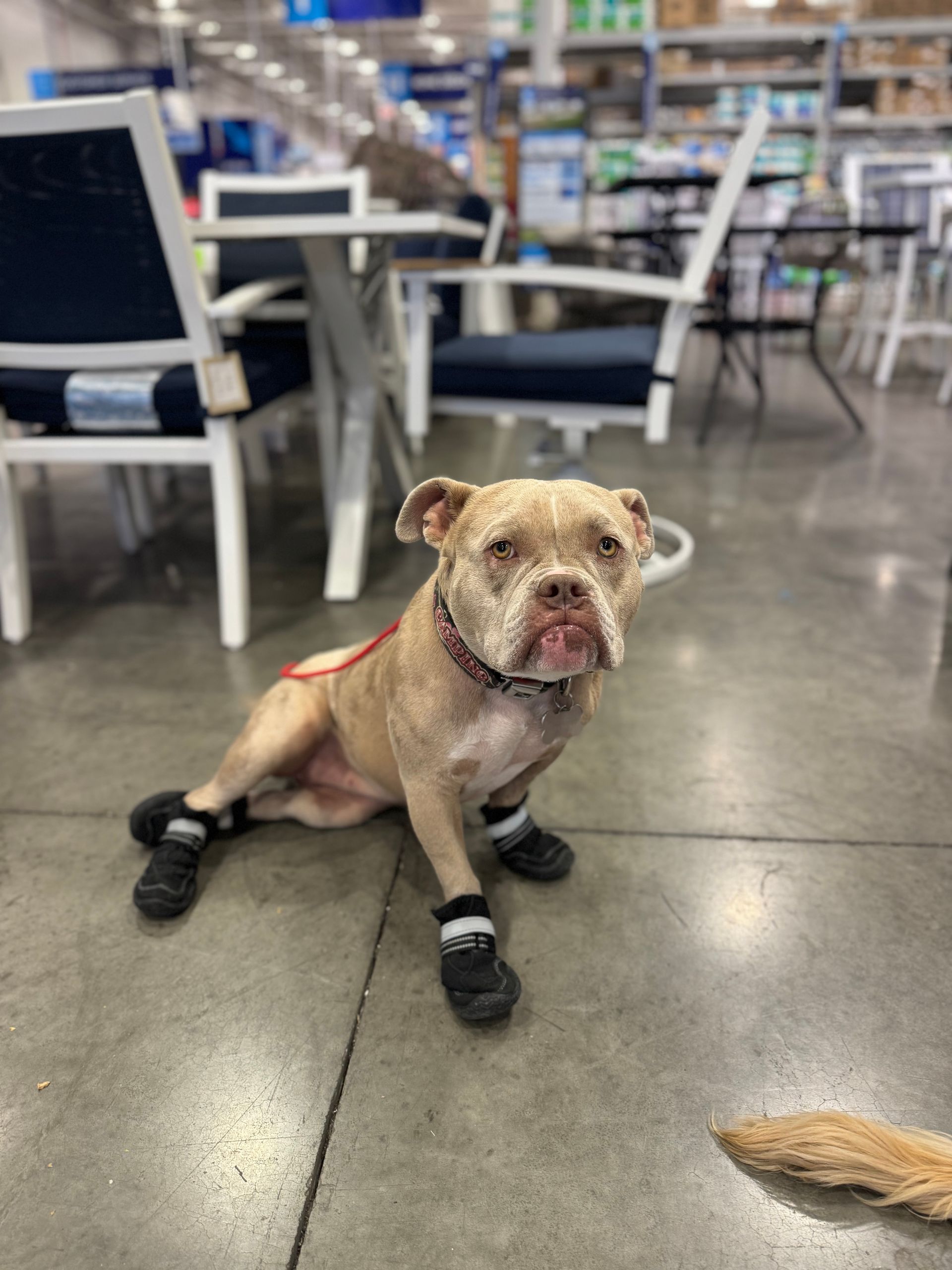 A pit bull in a down stay in a public store. The dog is being very obedient and listening.