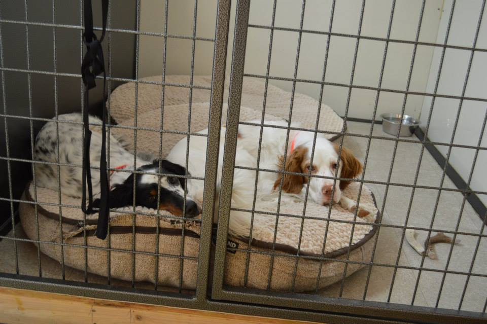 Dogs at Boarding Facility — Lakeside, MT — Monica's Pet Grooming & Boarding
