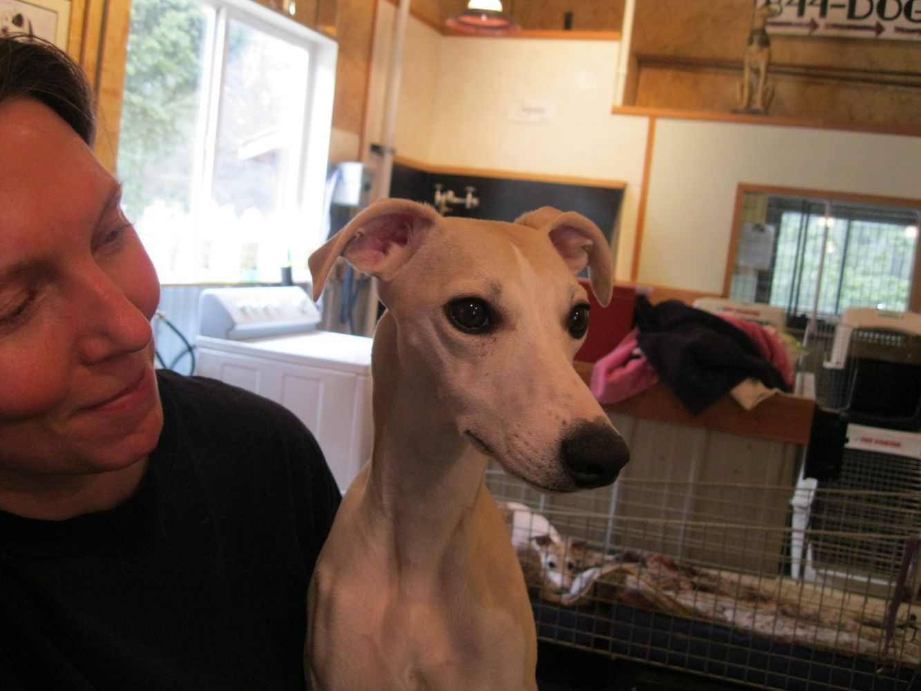 Dog — Lakeside, MT — Monica's Pet Grooming & Boarding