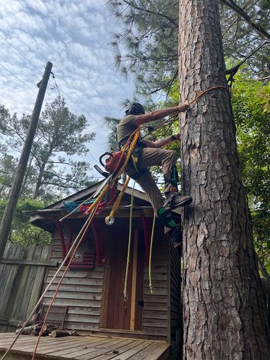Arborist climbs a tall tree with chainsaw and safety gear, near a wooden structure.