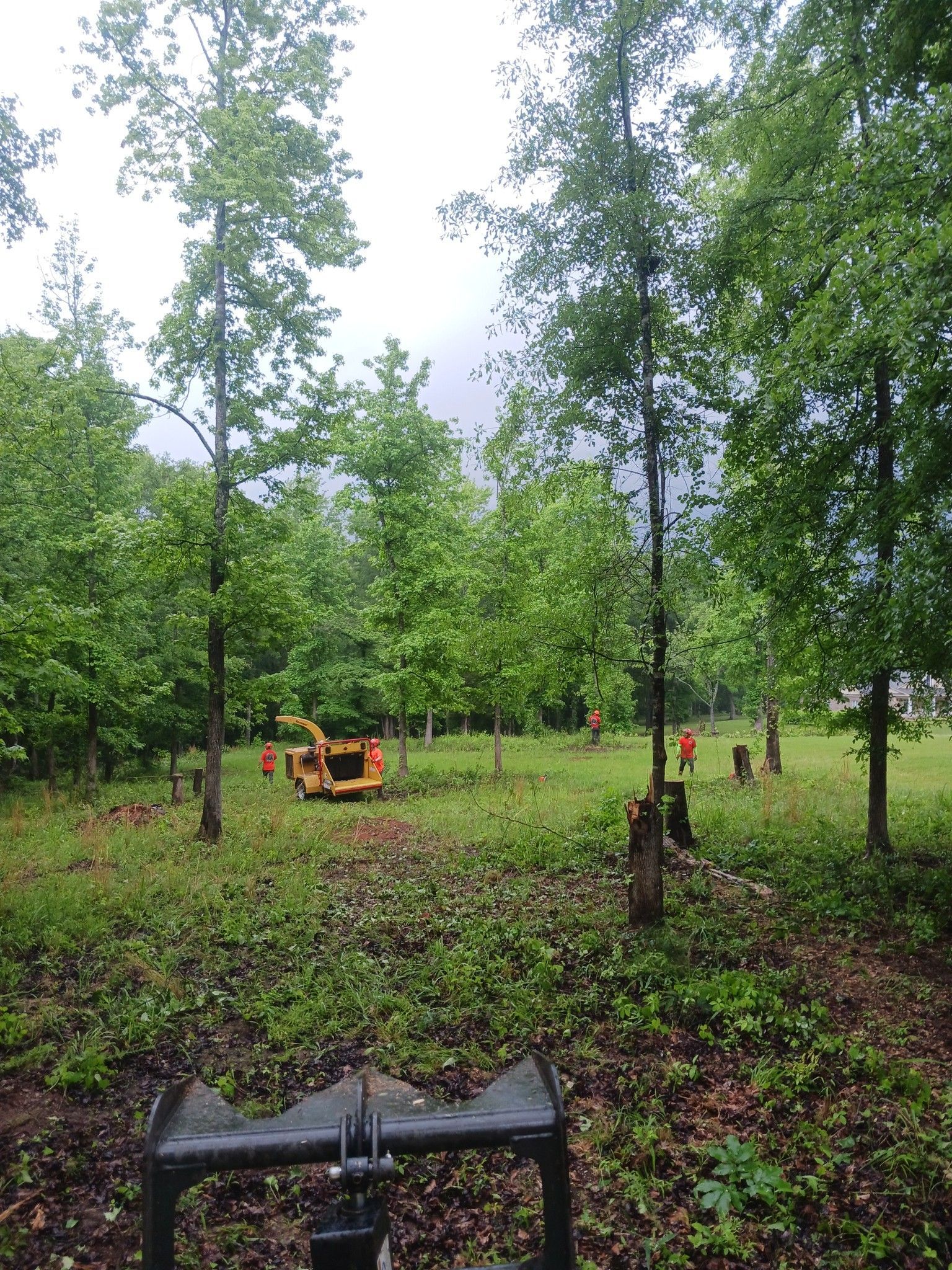 Clearing trees: a yard with a wood chipper and workers in orange vests. Overcast sky.