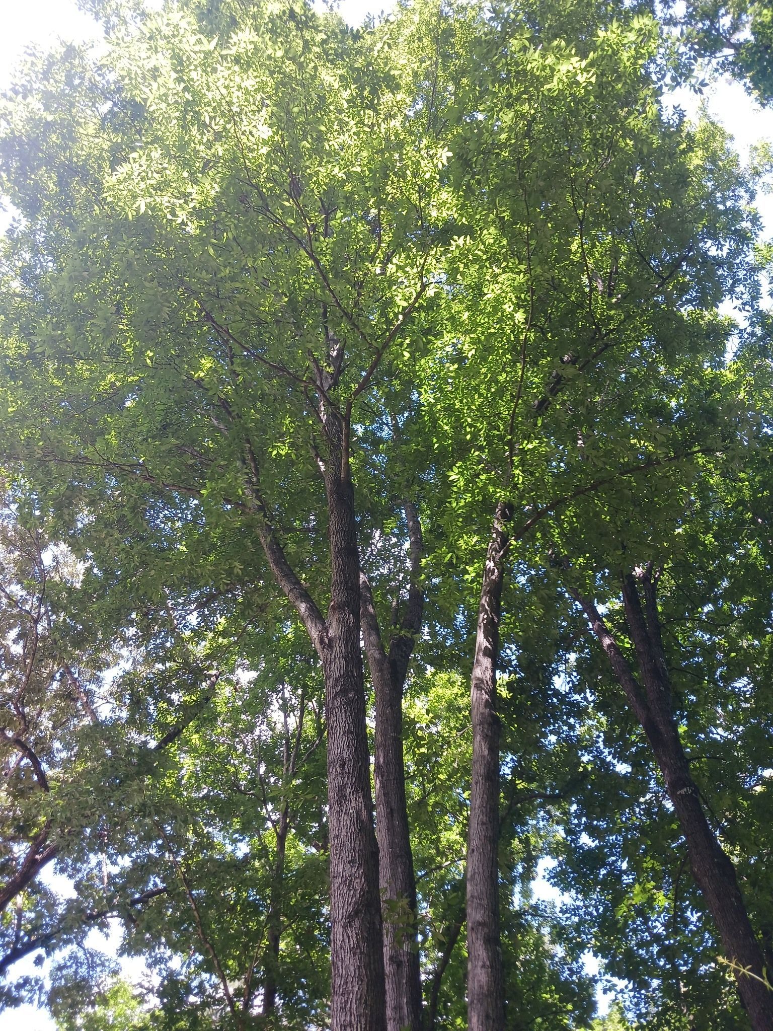 Tall trees with textured bark, reaching toward a bright green canopy of leaves against a blue sky.