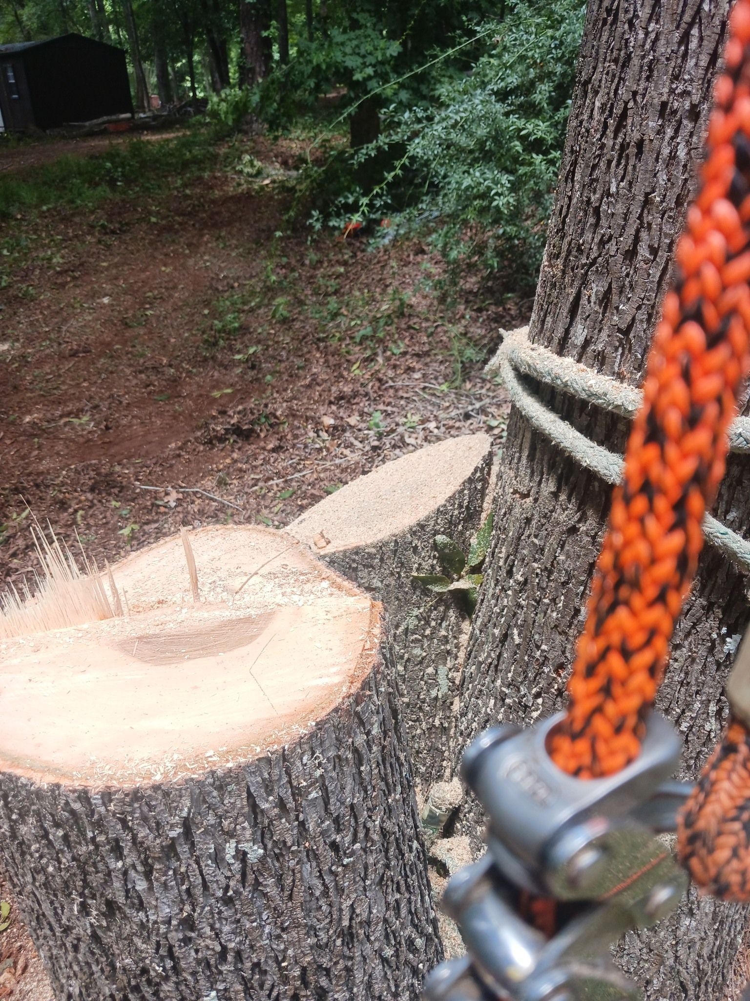 Tree trunk being cut with rope attached, outdoors, daylight.
