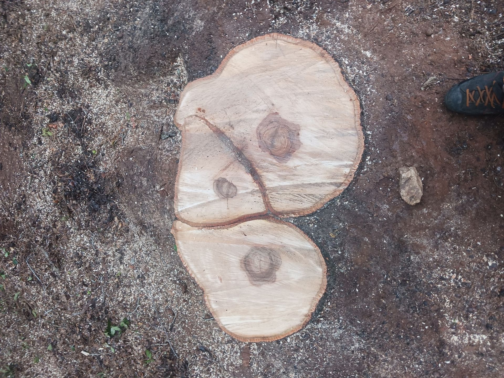 Two tree trunk cross-sections, cut, on the ground with sawdust and a partial shoe visible.