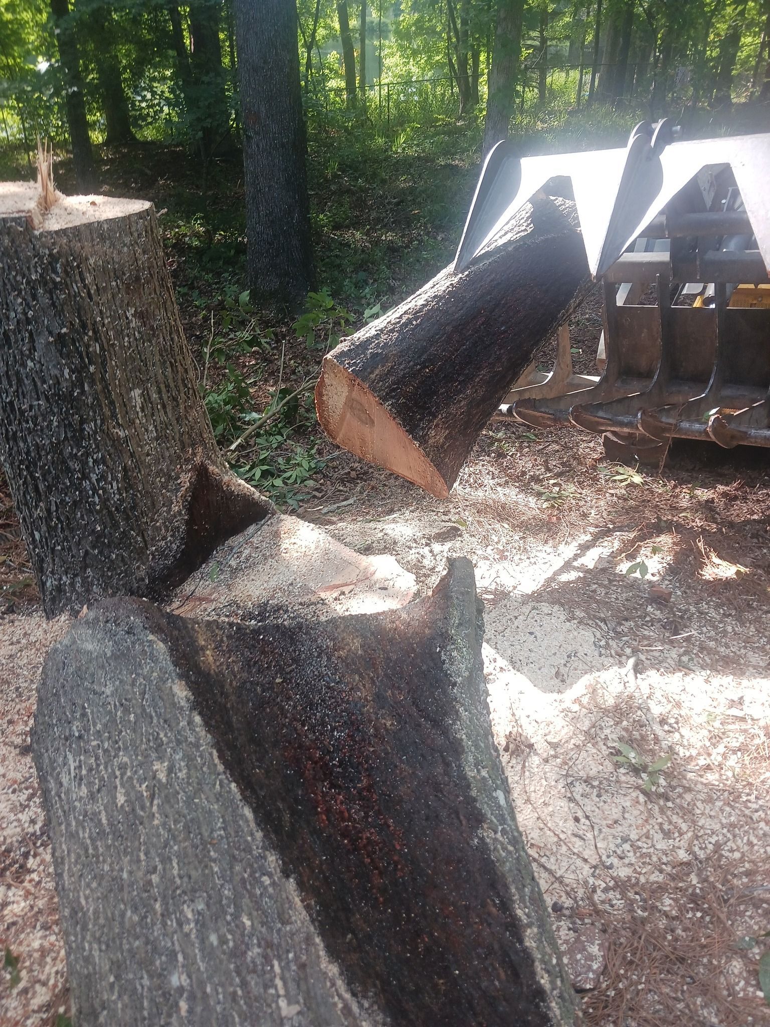 Fallen tree trunk being cut with a chainsaw; wood shavings and a forest background.