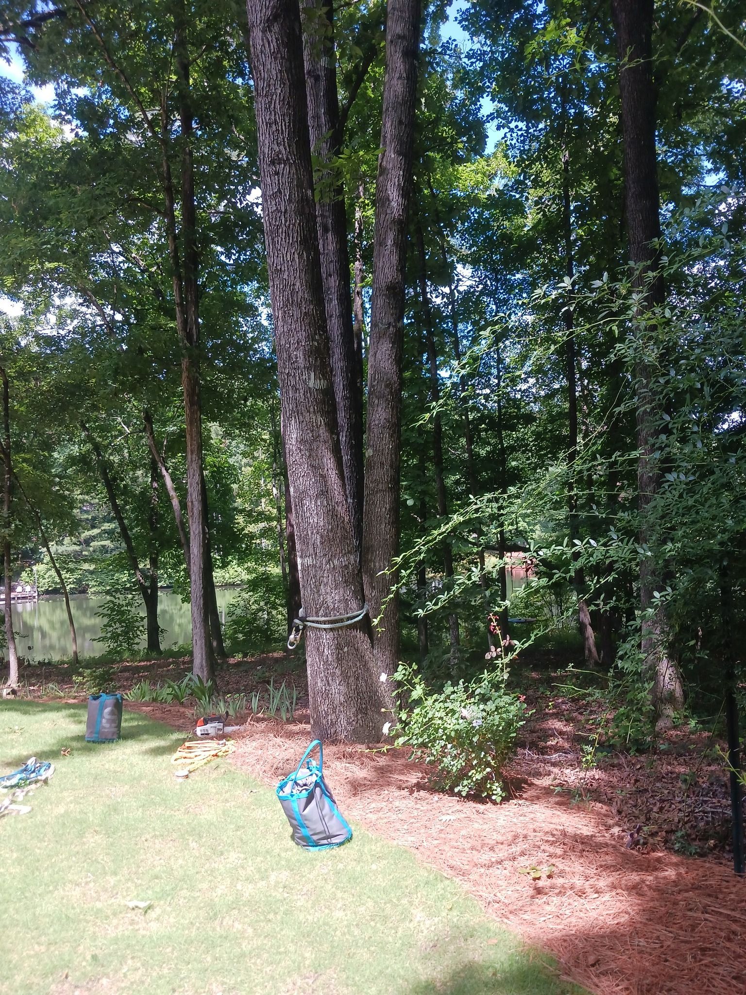 Trees in a yard with a lake in the background; a swing set is attached to the tree.