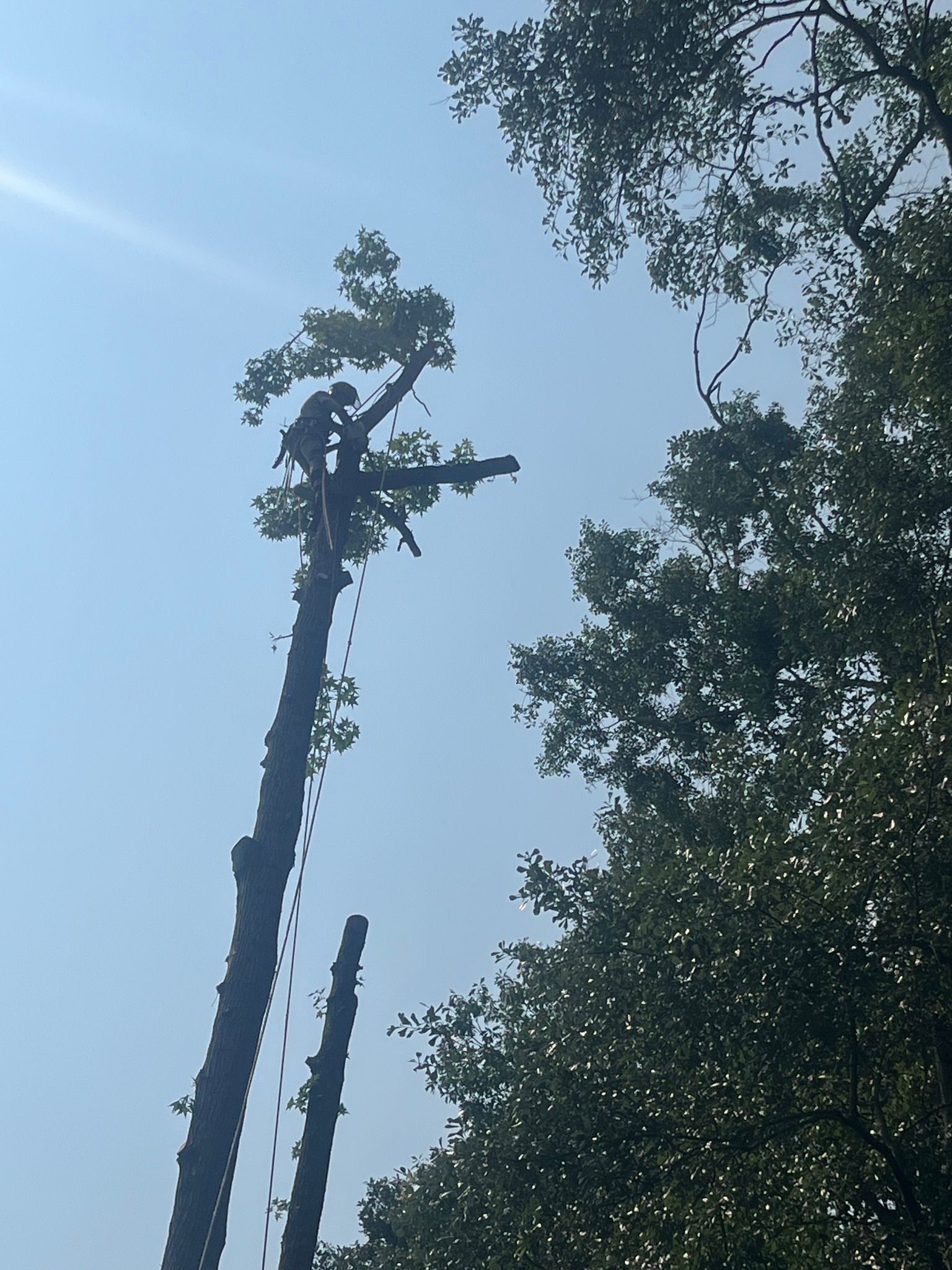 Person in tree, cutting branches with a chainsaw. Blue sky, green trees, safety ropes.