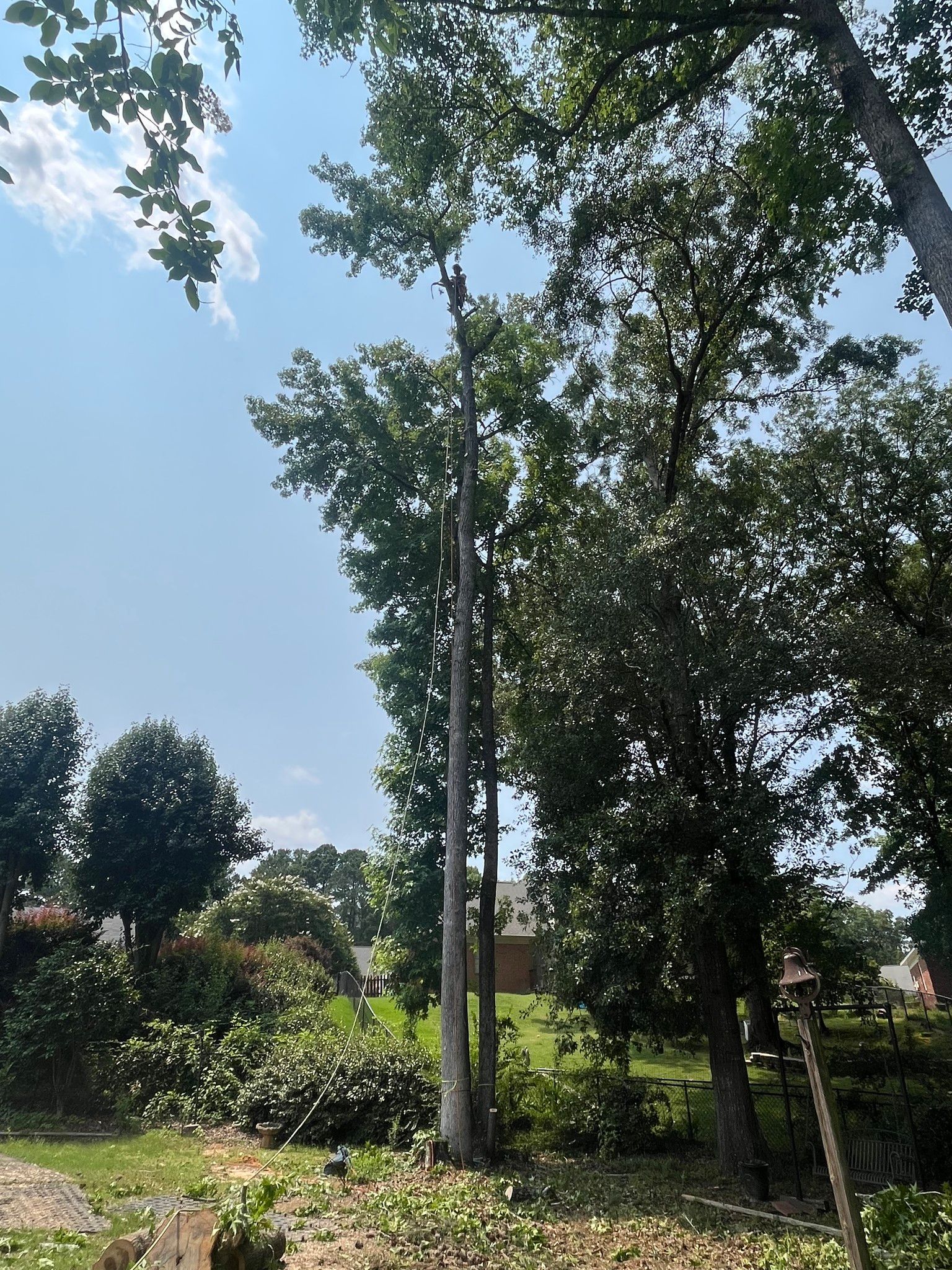Tall trees with green leaves against a blue sky, some trimmed branches on the ground.