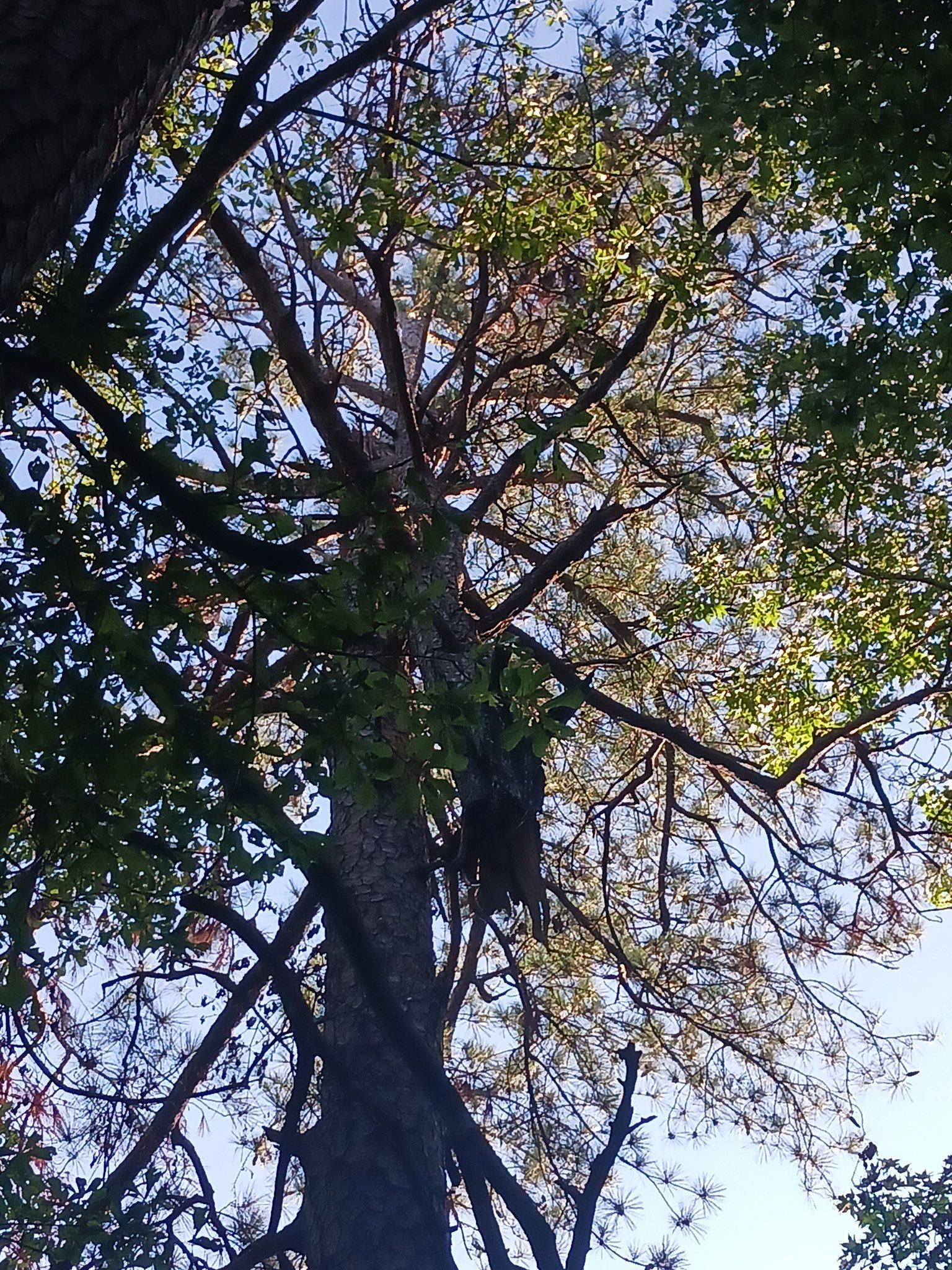 Tall tree with a textured trunk and branches reaching toward the sky, sunlight filtering through the leaves.