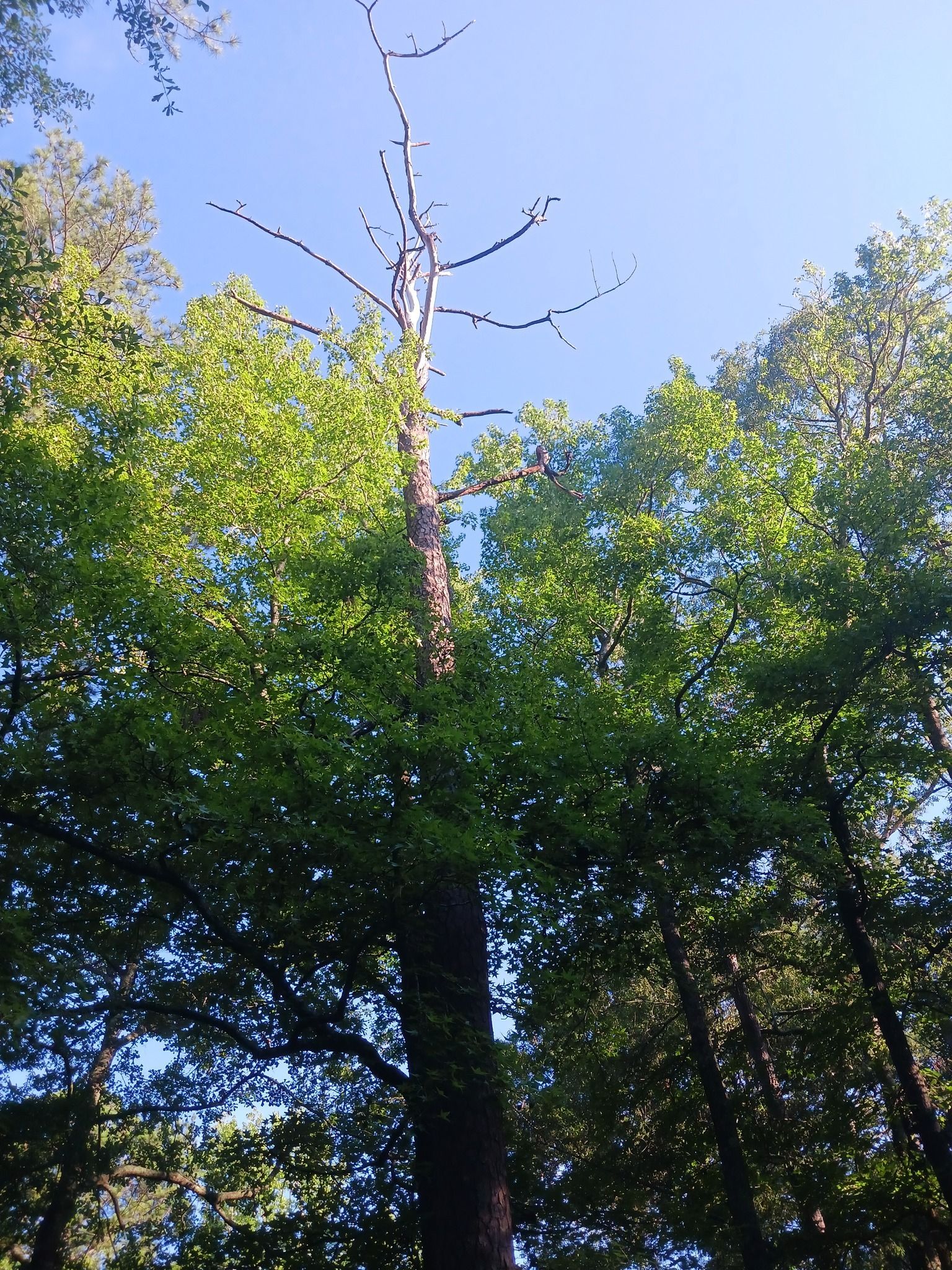Tall tree with green leaves, partially dead top, against a blue sky.