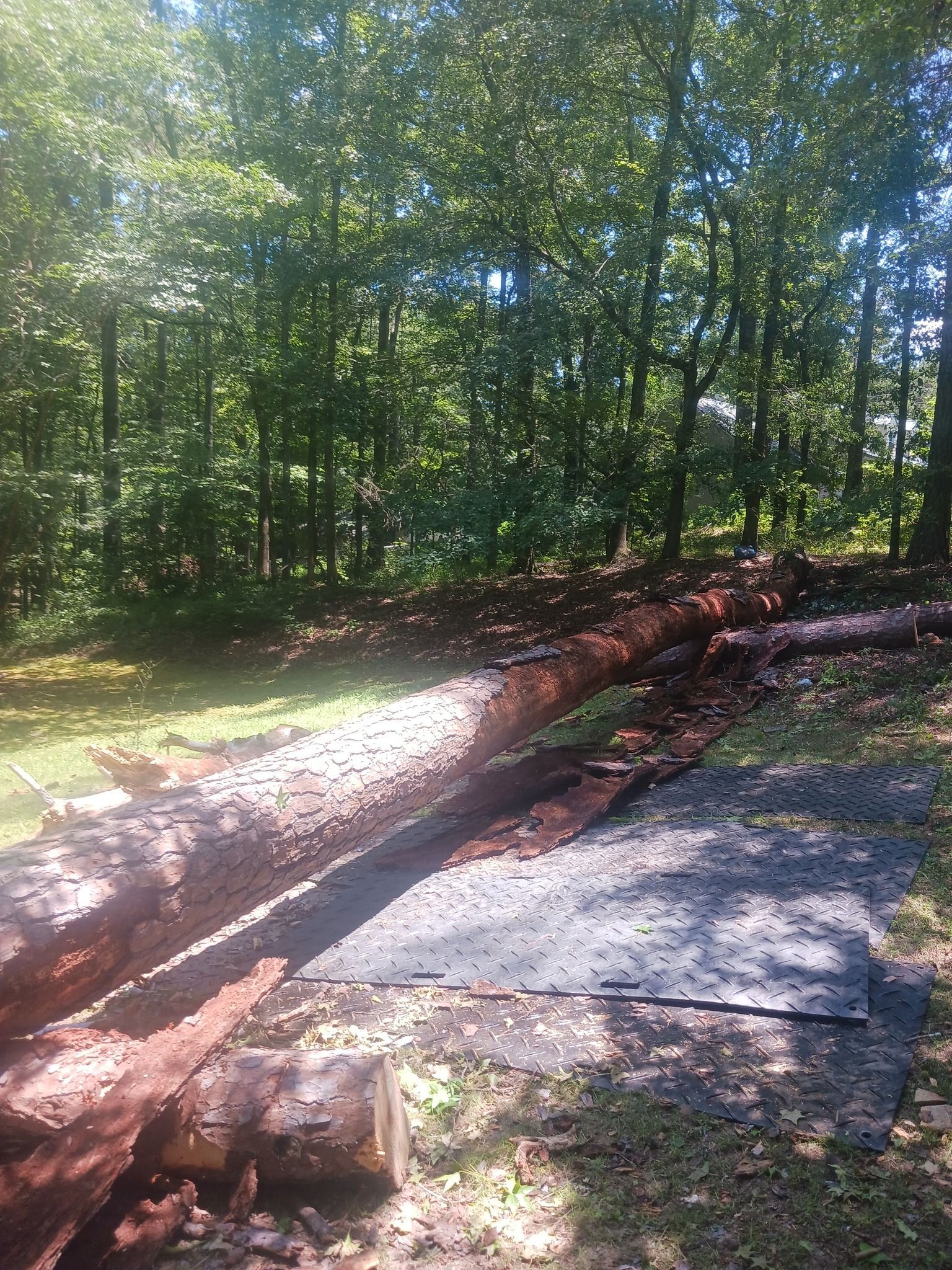 Fallen tree trunk on gravel and black matting in a wooded area; sunny day.