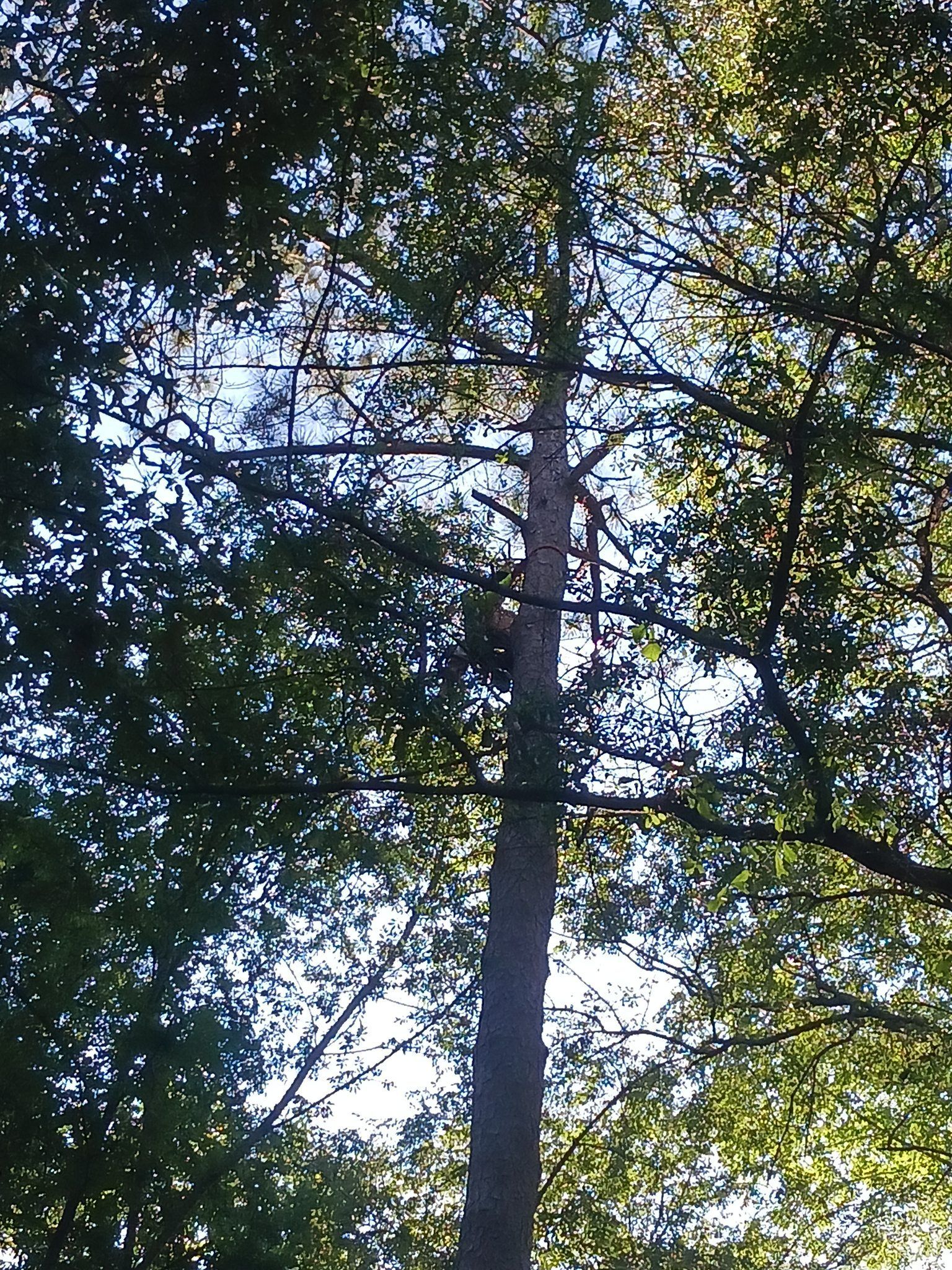 Tall tree trunk against blue sky, surrounded by green leaves and branches.