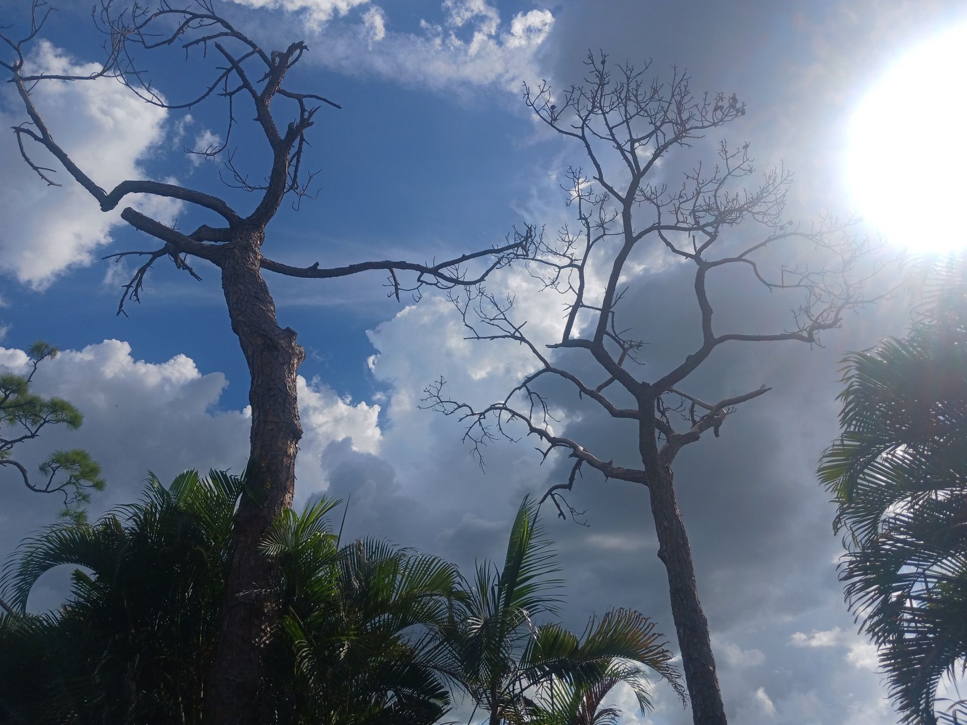 Two leafless trees against a cloudy blue sky, with a bright sun shining.