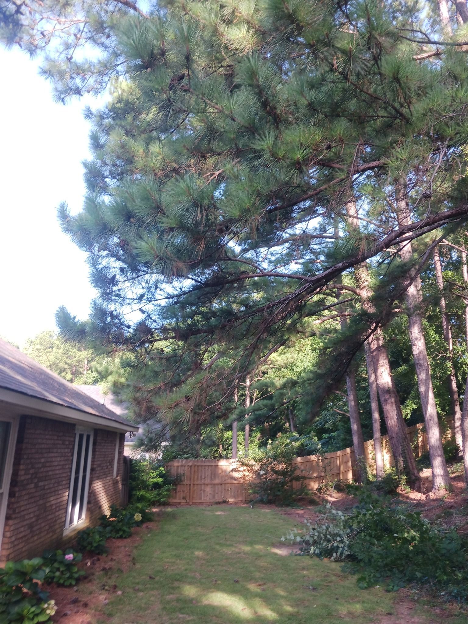 Large pine tree overhangs a brick house and grassy yard with a wooden fence.