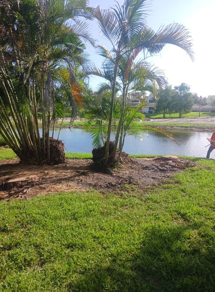 Palm trees planted near a pond, person walks on the right, lush green grass surrounds.