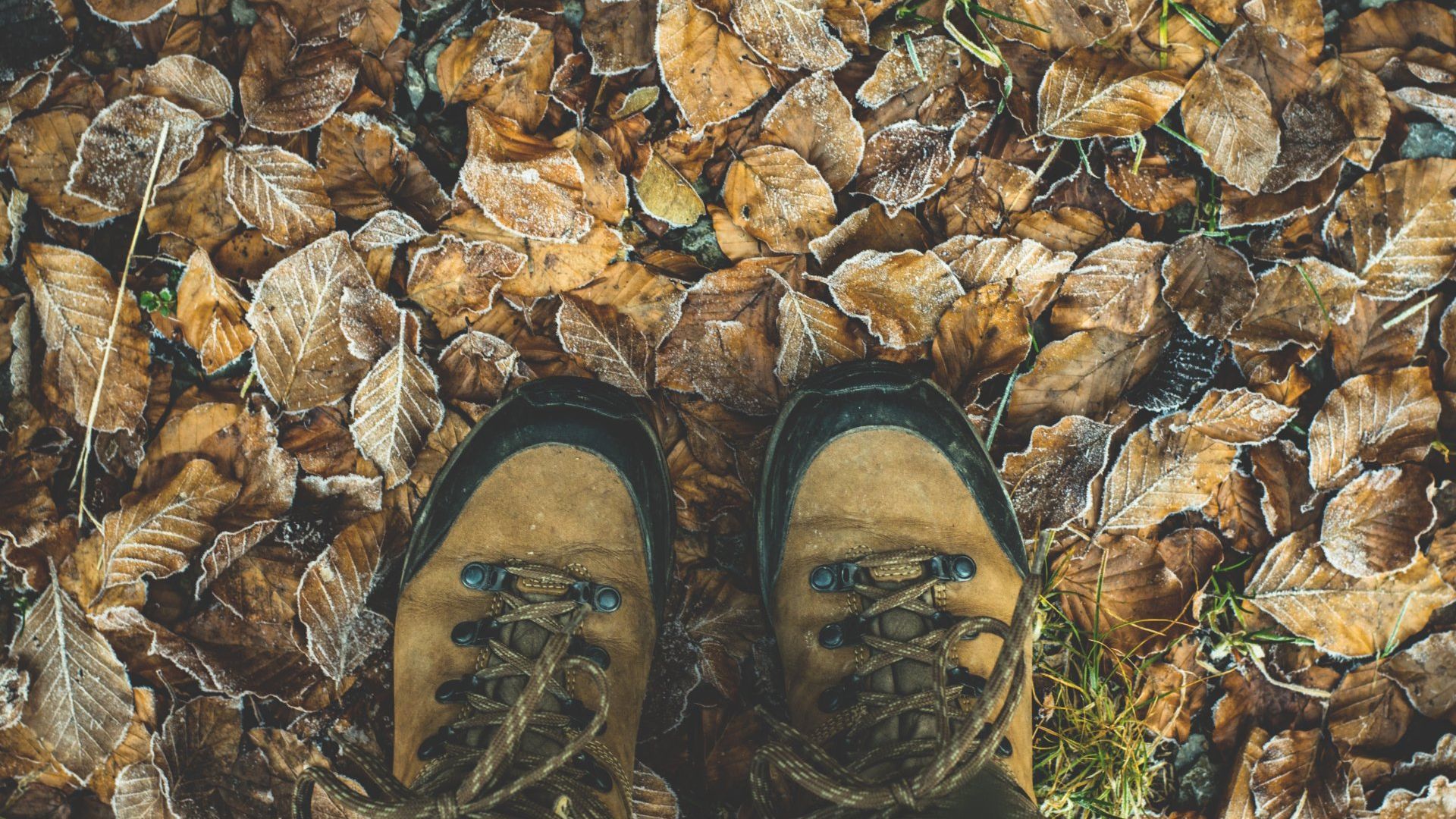 hiking boots on dead leaves